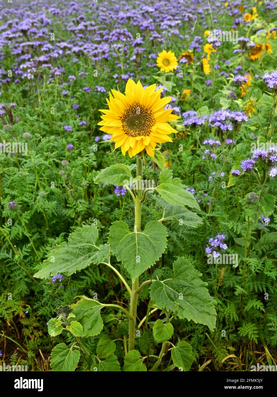Front of wild sunflower flower hires stock photography and images Alamy