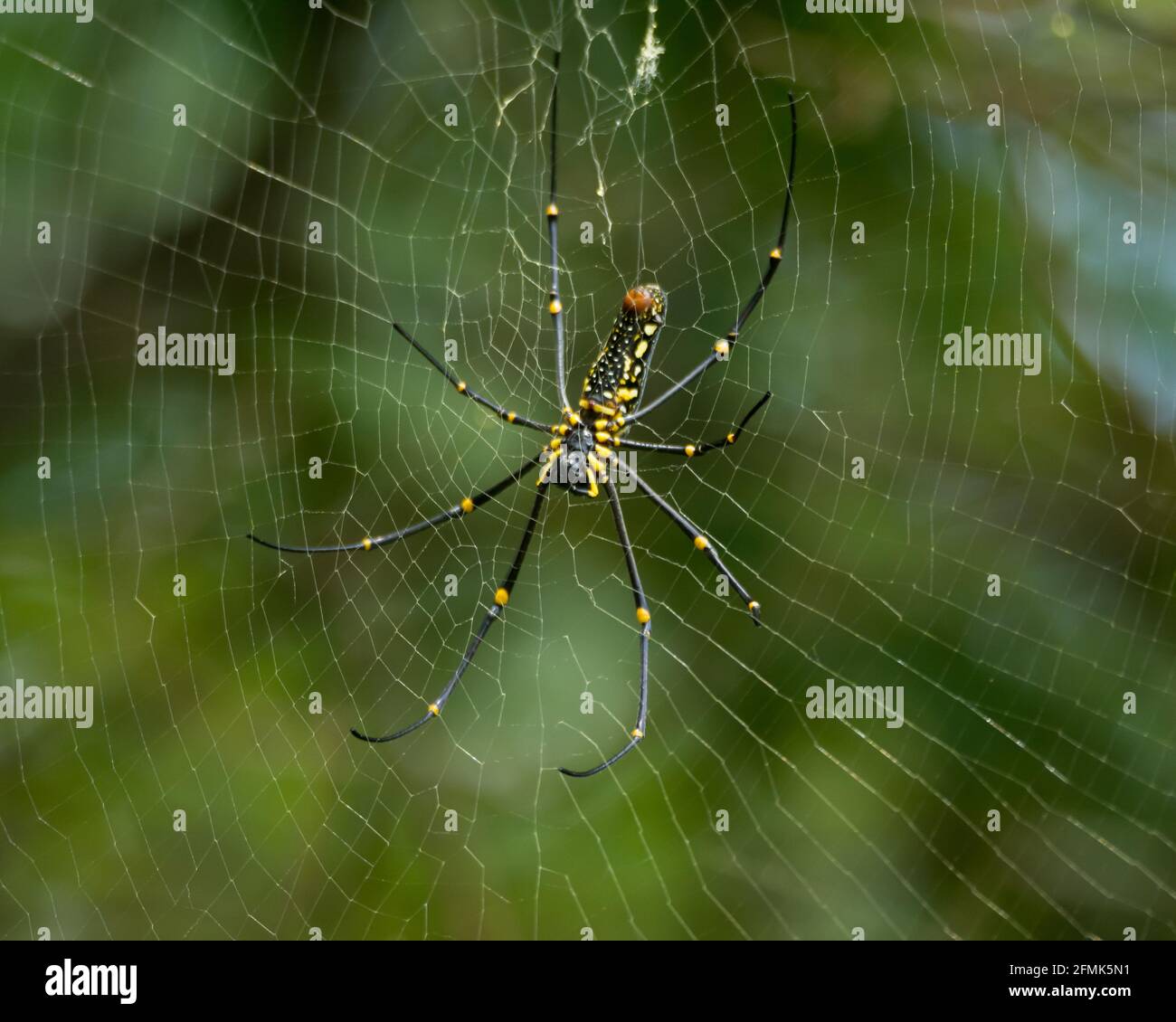 Wood spiders hi-res stock photography and images - Alamy