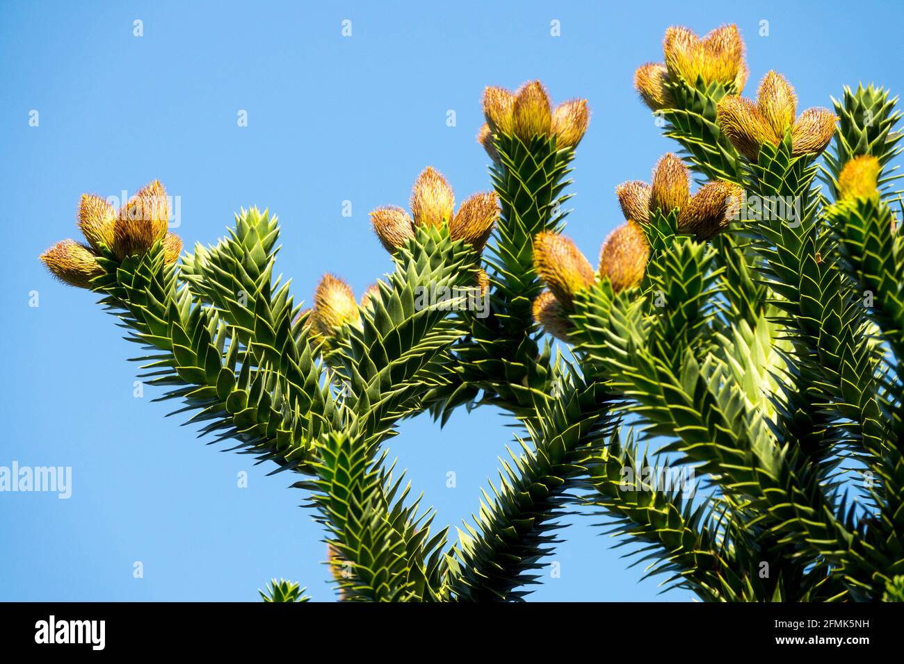 Araucaria araucana tree Stock Photo