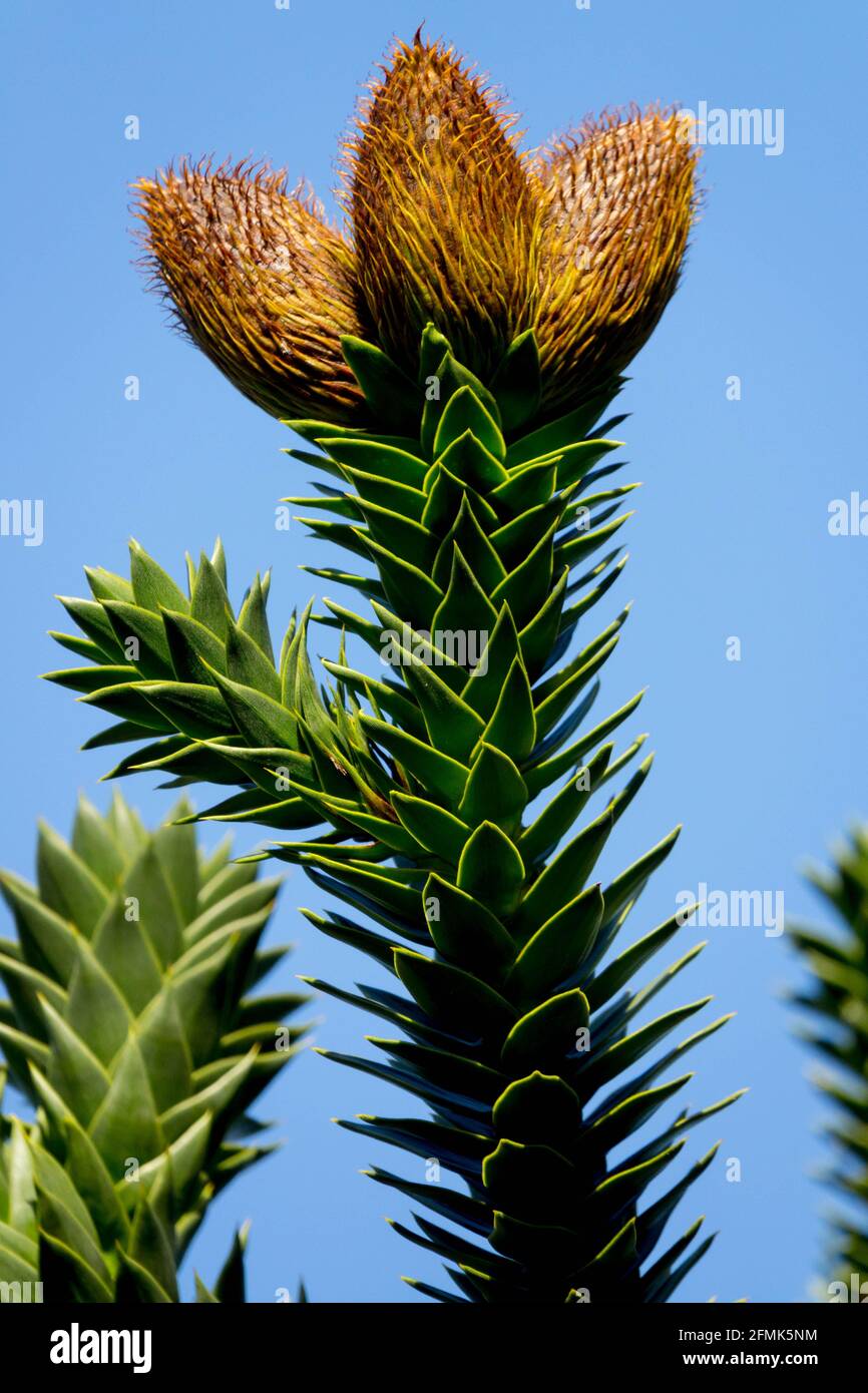 Araucaria araucana Monkey Puzzle Tree Cones Chilean Pine Araucariaceae Stock Photo