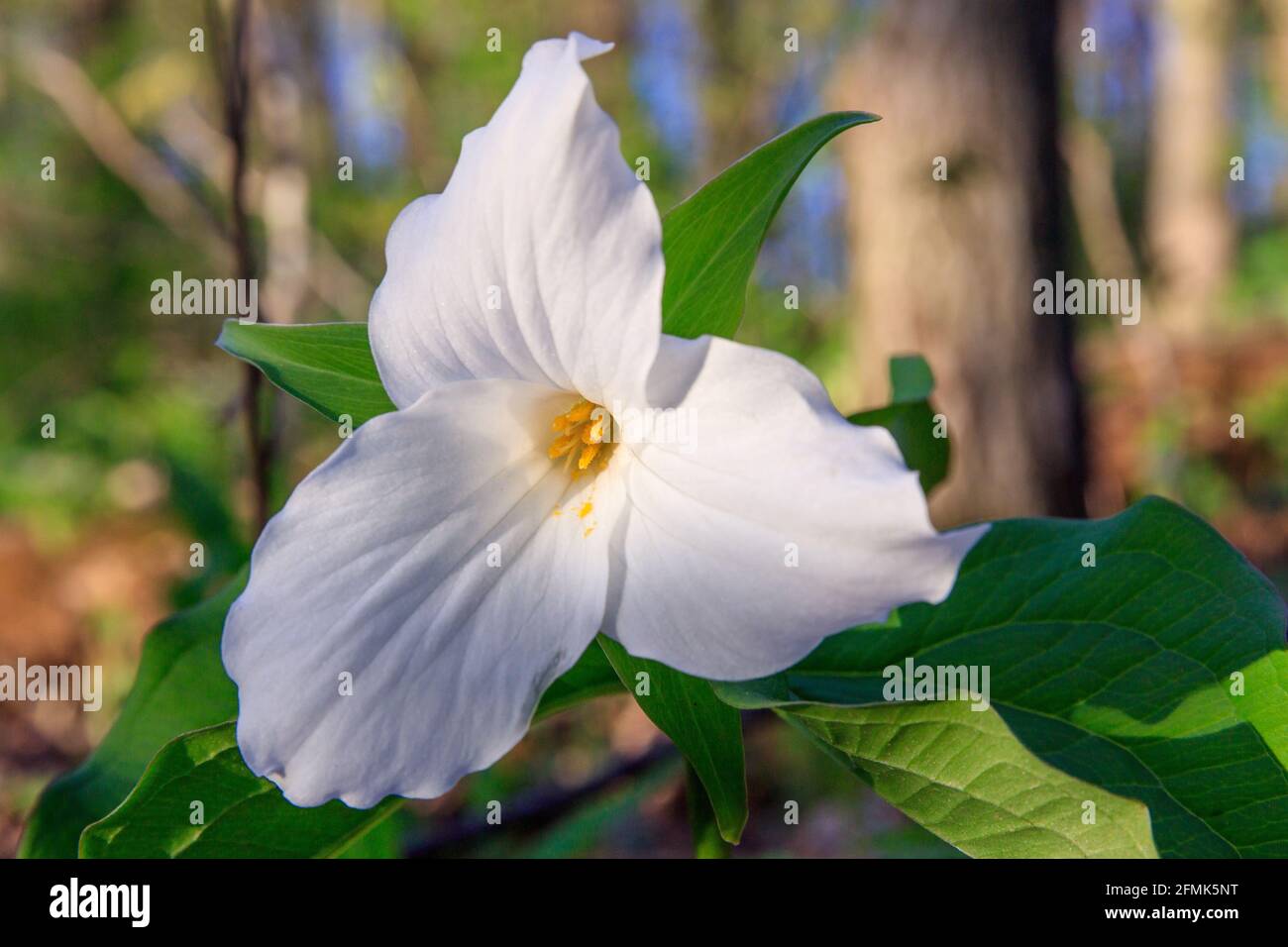 Great White Trillium  Brigham County Park  May 9th, 2021 Stock Photo