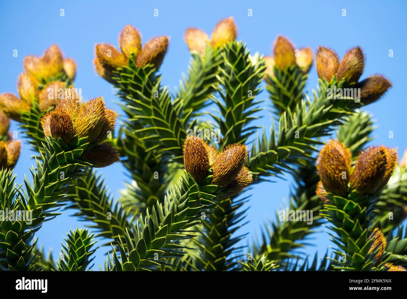 Monkey Puzzle Tree Araucaria araucana cones at the end of the branches, The Araucana gymnosperm Stock Photo