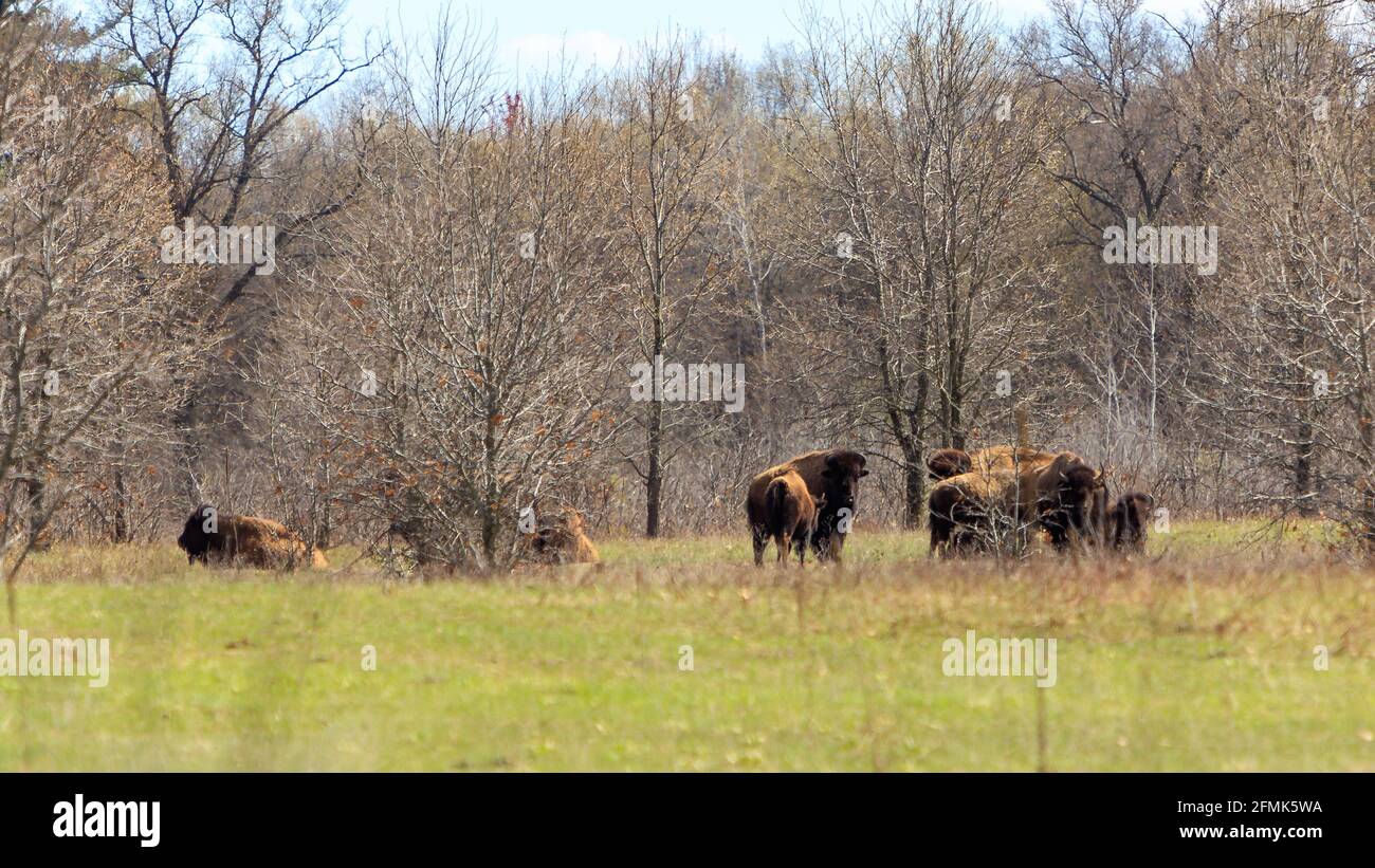 American bison   May 5th, 2021 Stock Photo