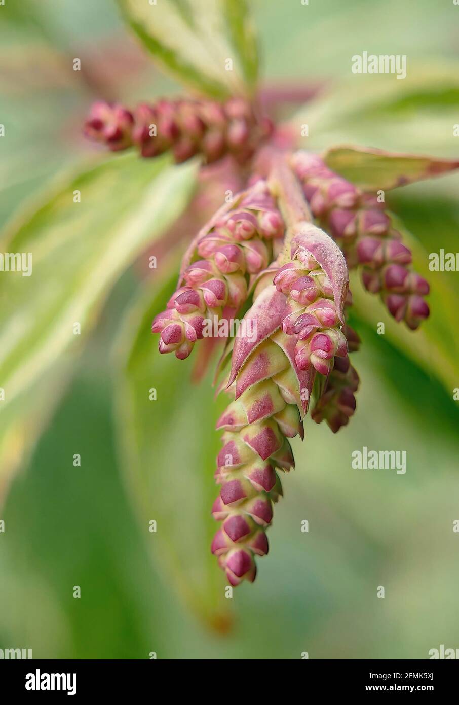 Vertical closeup shot of Leucothoe fontanesiana (dog hobble) plant Stock Photo