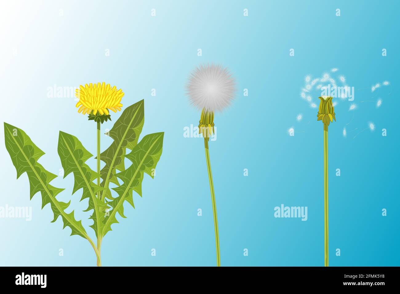 Vector illustration of 3 realistic variety of dandelions - young with fresh yellow flower and green leaves, white fluffy dandelion and last one with Stock Vector