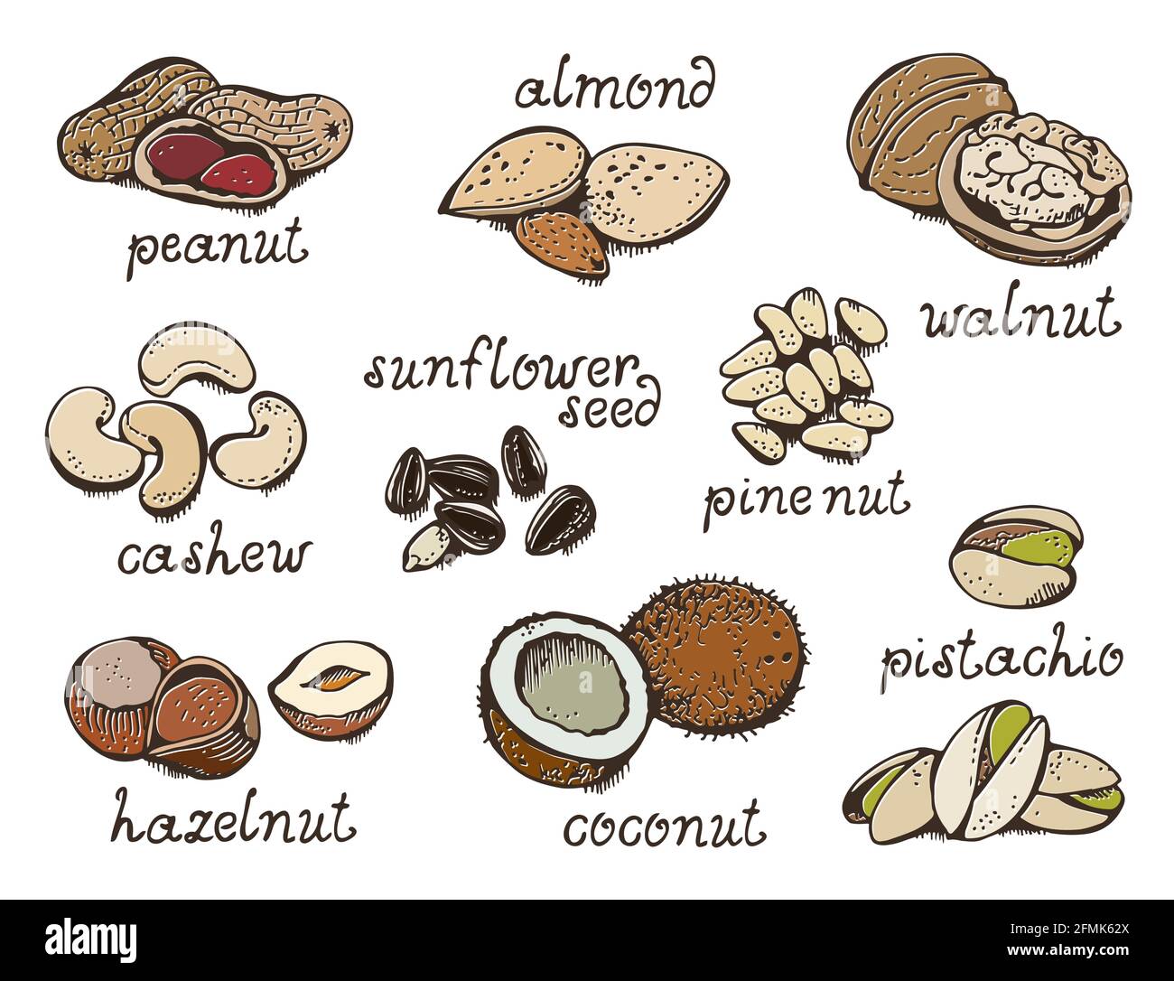 Nuts set vector set, various nuts hand drawn illustration, isolated on white background Stock
