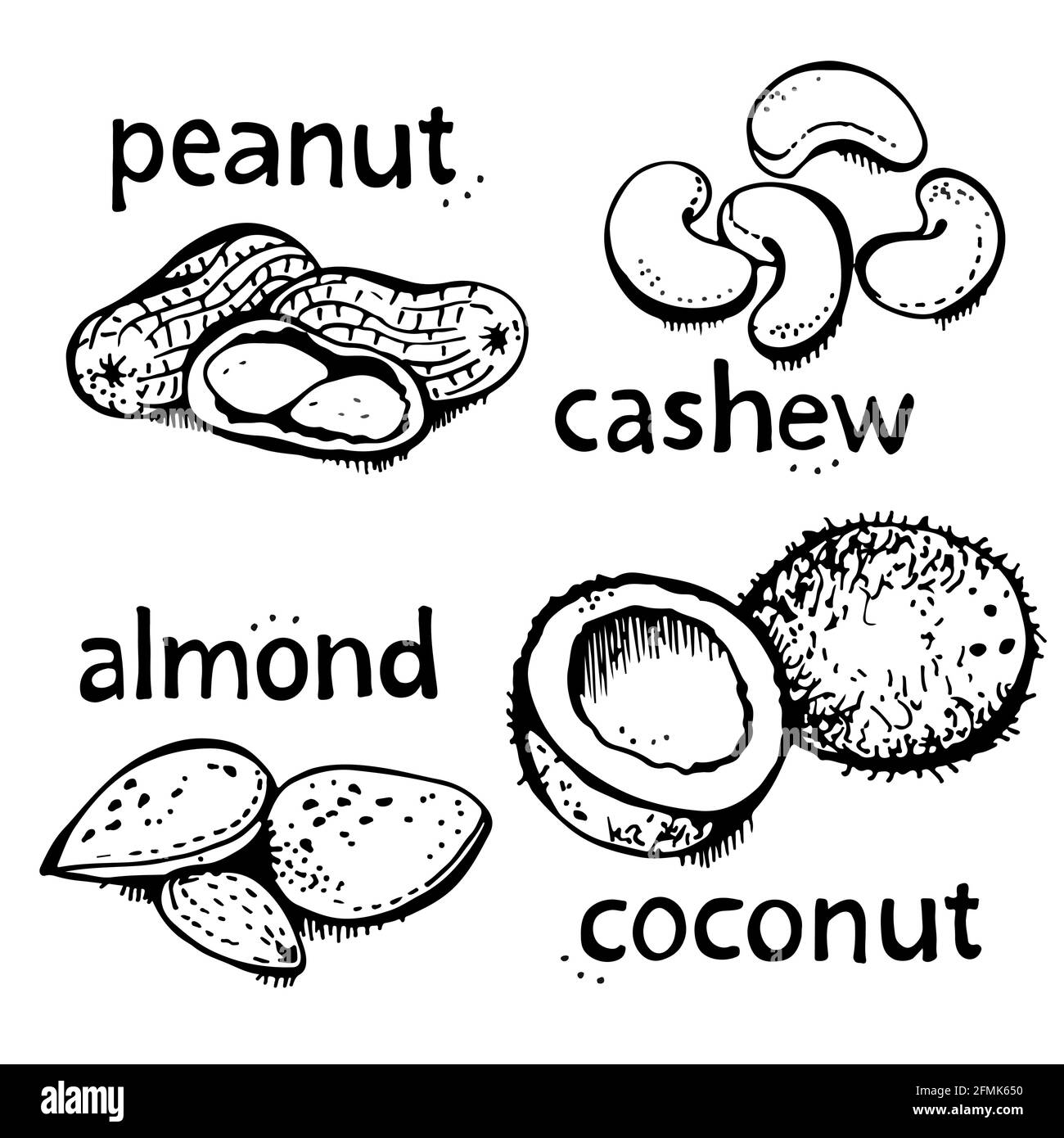 Nuts set vector set, various nuts hand drawn illustration, isolated on