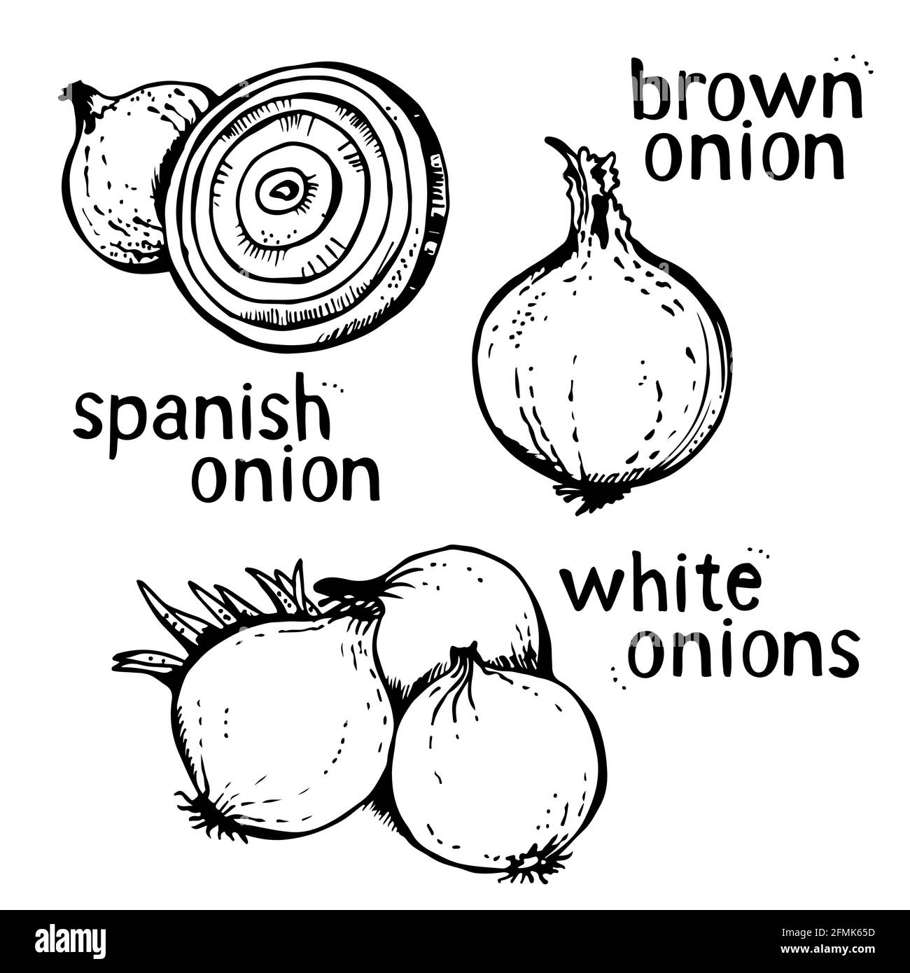 Onion vector set of hand drawn line art illustration, isolated on white background Stock Vector