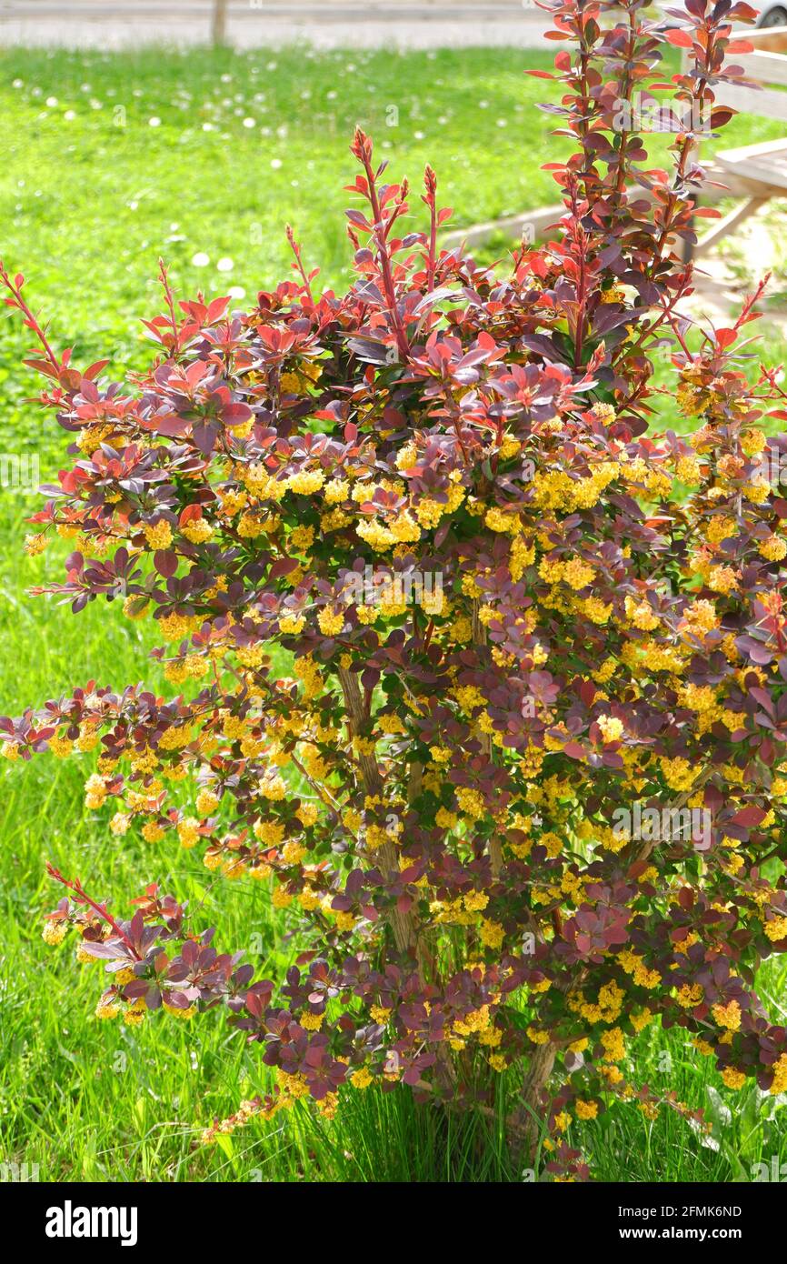Berberis Flower High Stock Photography and Images -