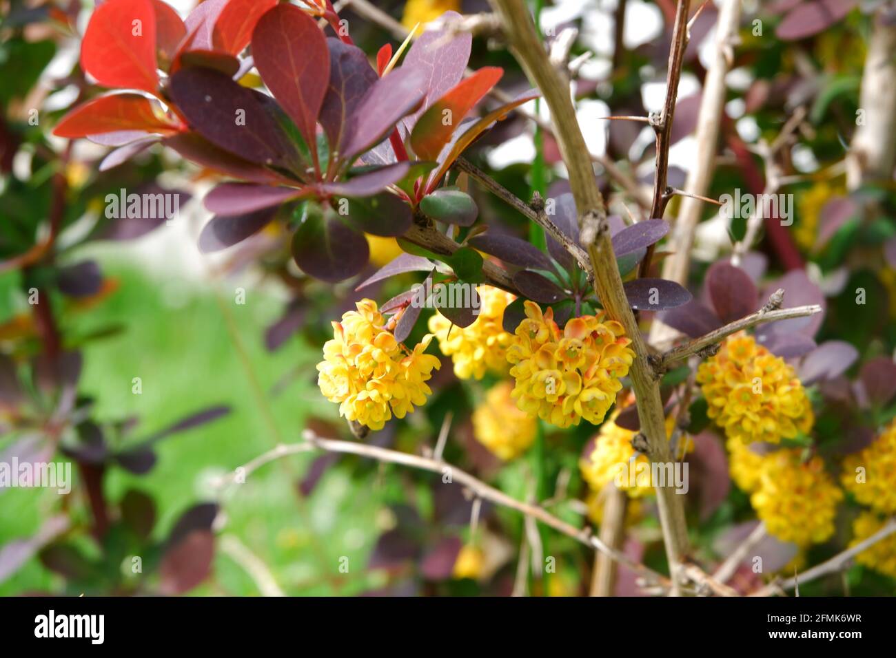Berberis thunbergii - Japanese barberry- with little yellow flowers and honey bee on it Stock Photo