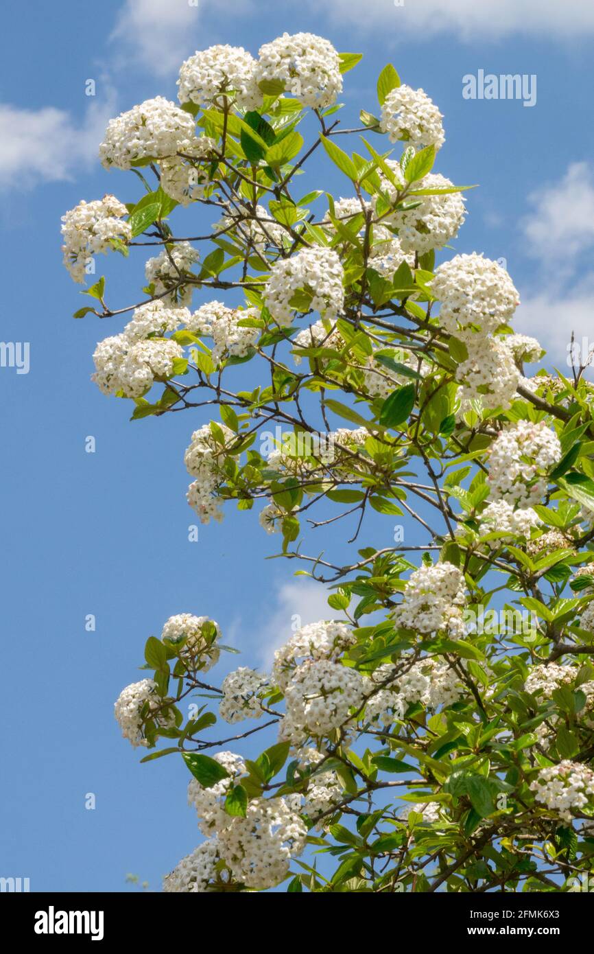 Spring beauty shrub Flowering Viburnum x burkwoodii Stock Photo