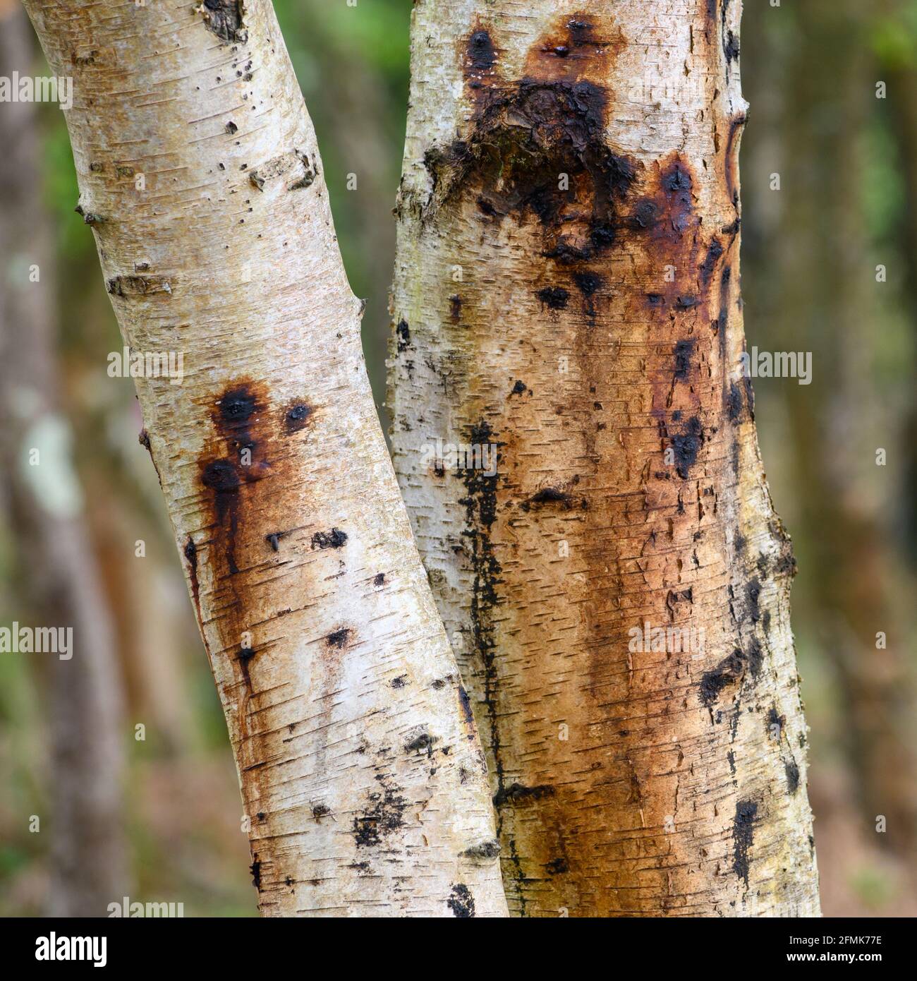Brown stains on the bark of a silver birch tree (betula pendula) Stock Photo