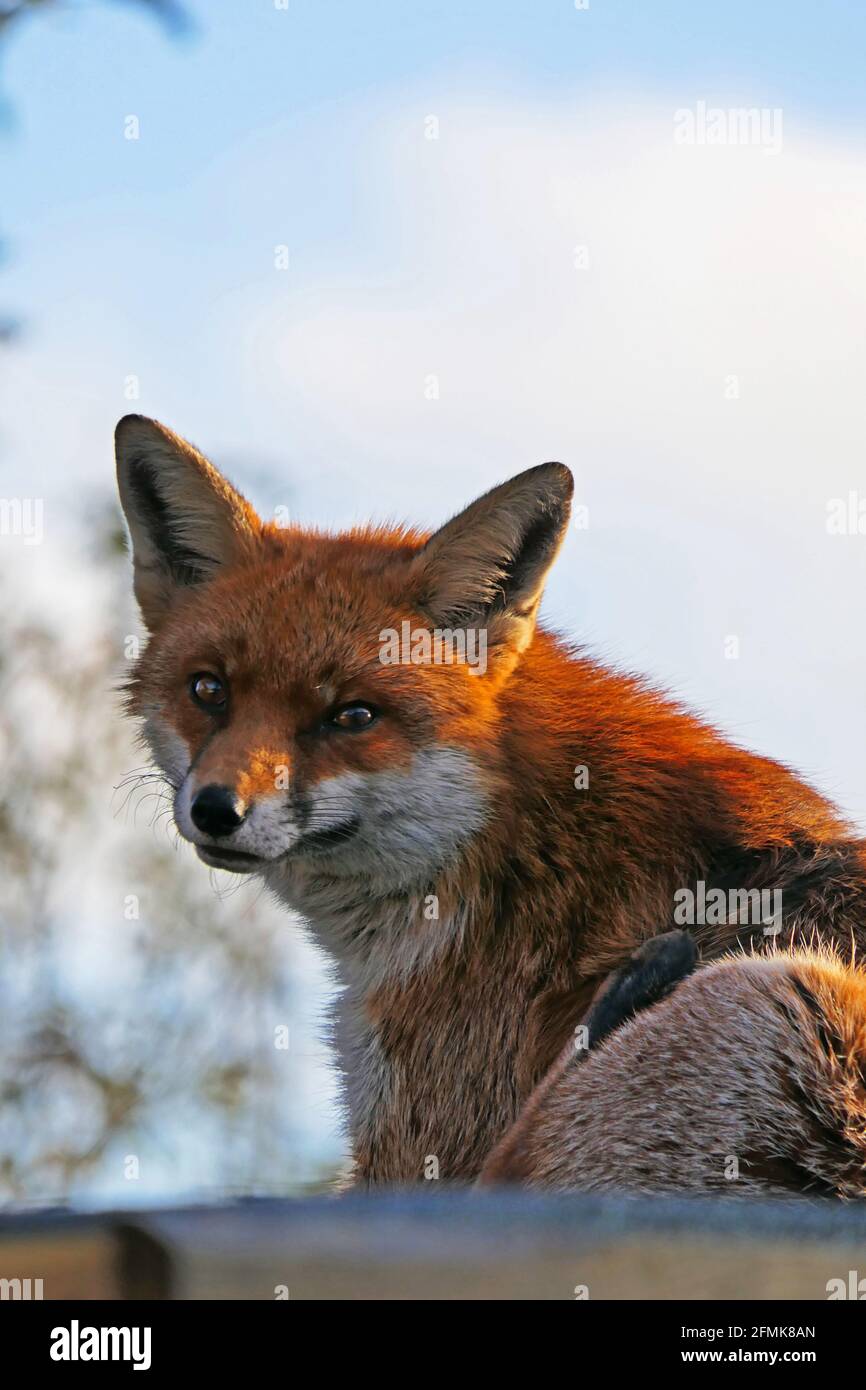 2,500+ Fox Red Fox Animal Vertical Stock Photos, Pictures