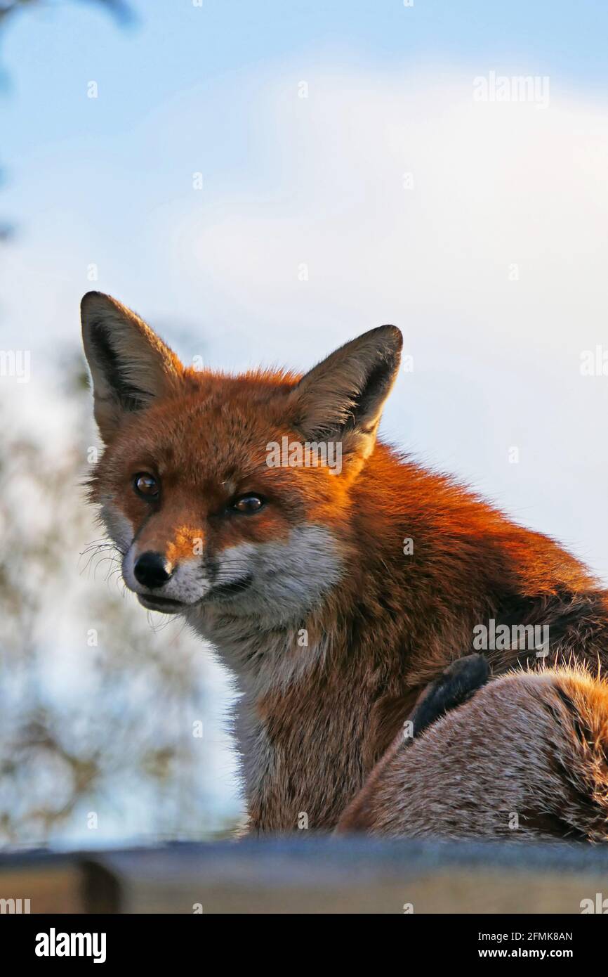 Fox looking back hi-res stock photography and images - Page 4 - Alamy