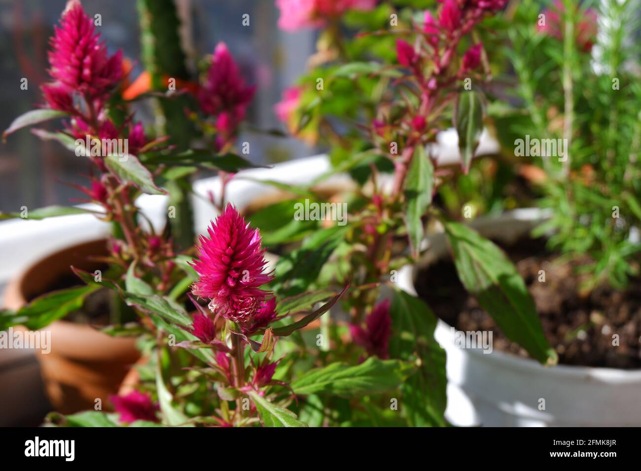 Purple Celosia in flower pot at balcony with some other plants at balcony Stock Photo