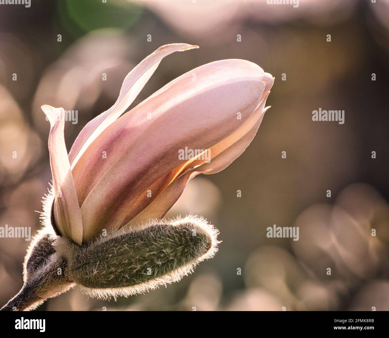 Magnolia trees are a splendor when in bloom. An eye catcher in the landscape Stock Photo