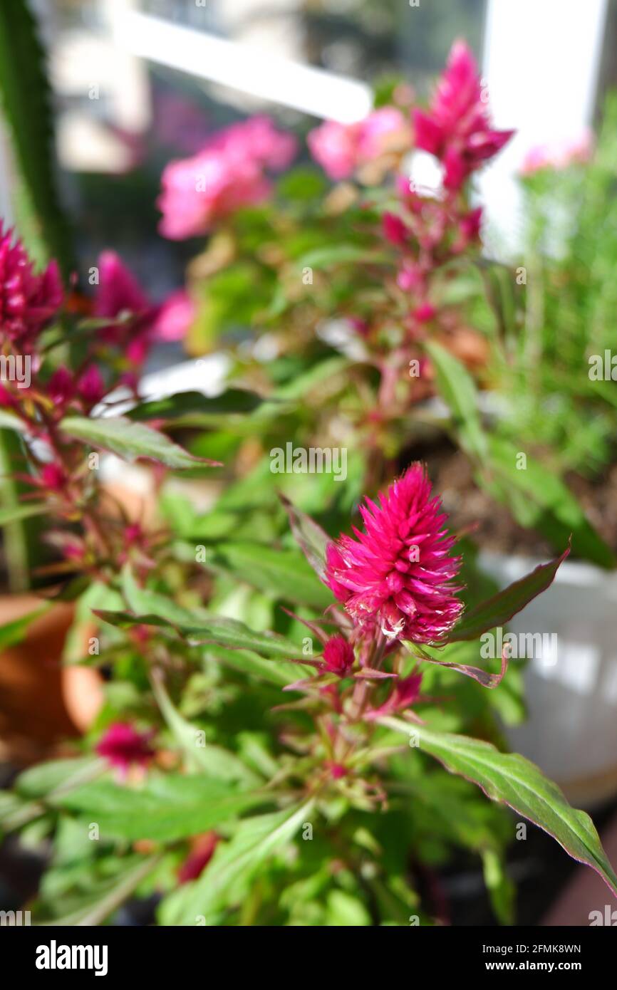Purple Celosia bookeh in flower pot at balcony with some other plants at balcony Stock Photo