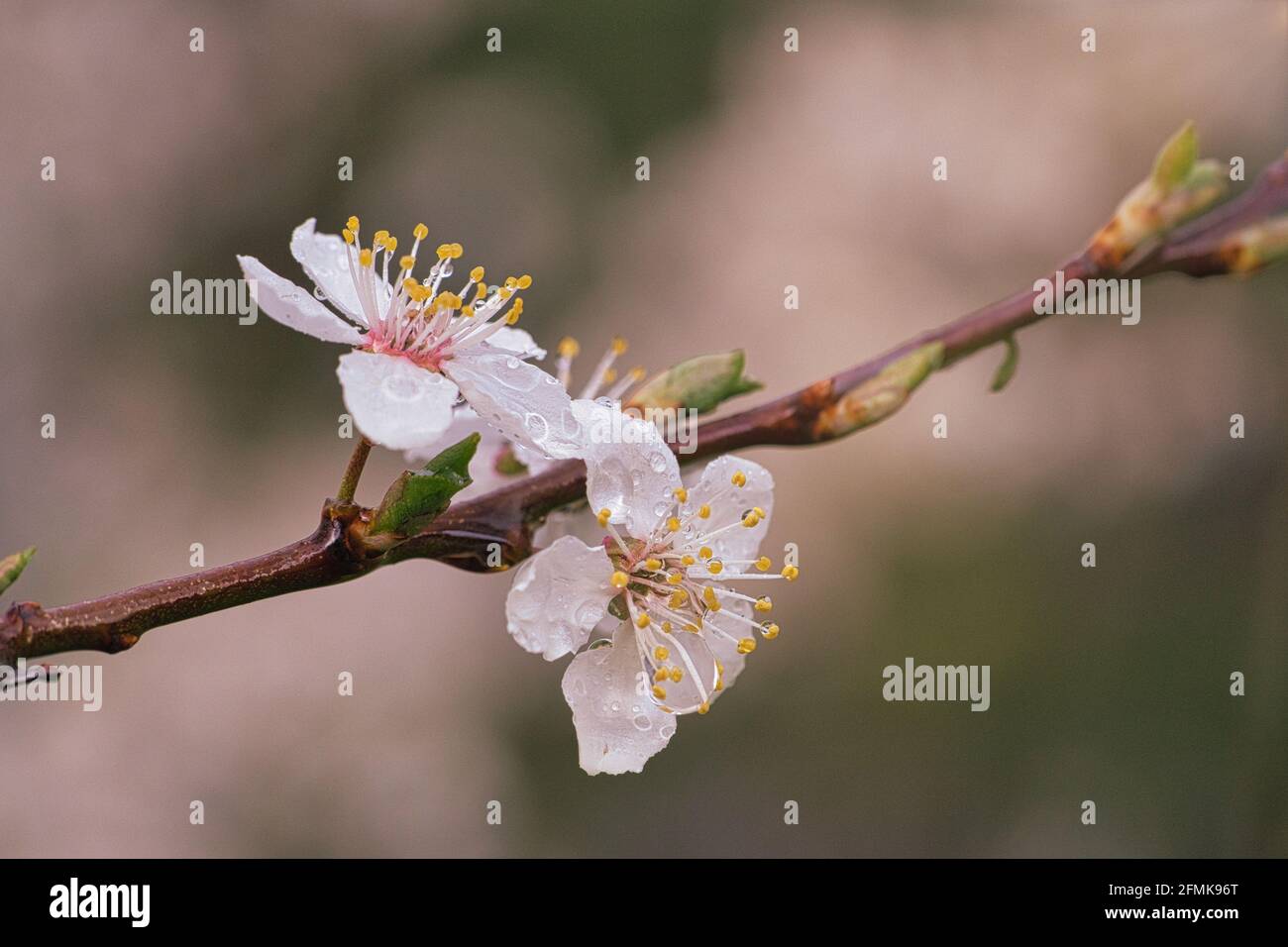 Mirabelle plum blossoms are fantastically beautiful. The whole tree blooms in white, yellow and pink. The fragrance is slightly sweet. An eye-catcher Stock Photo