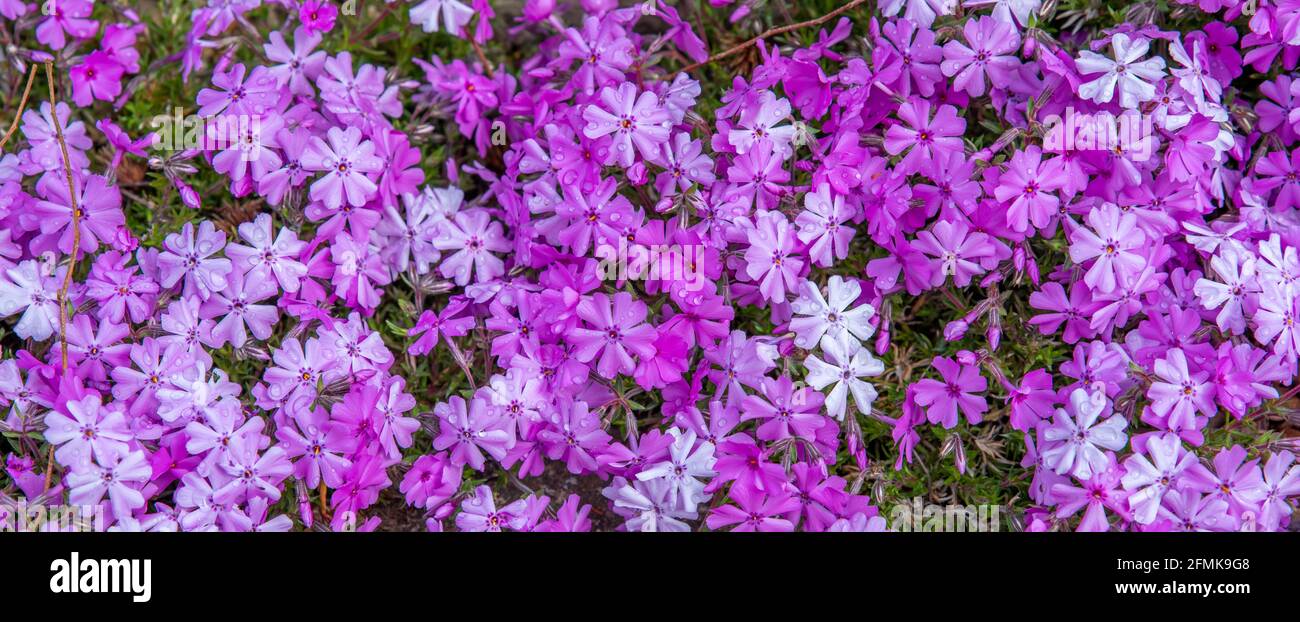 slopes covered with ground phlox (Phlox subulata) pink, purple and white flowers. Also known as creeping phlox, Stock Photo
