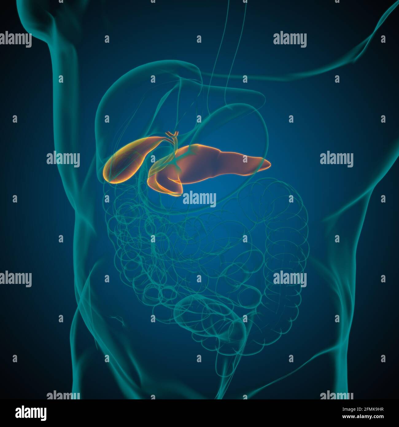 pancreas Human Digestive System Anatomy For Medical Concept 3D ...