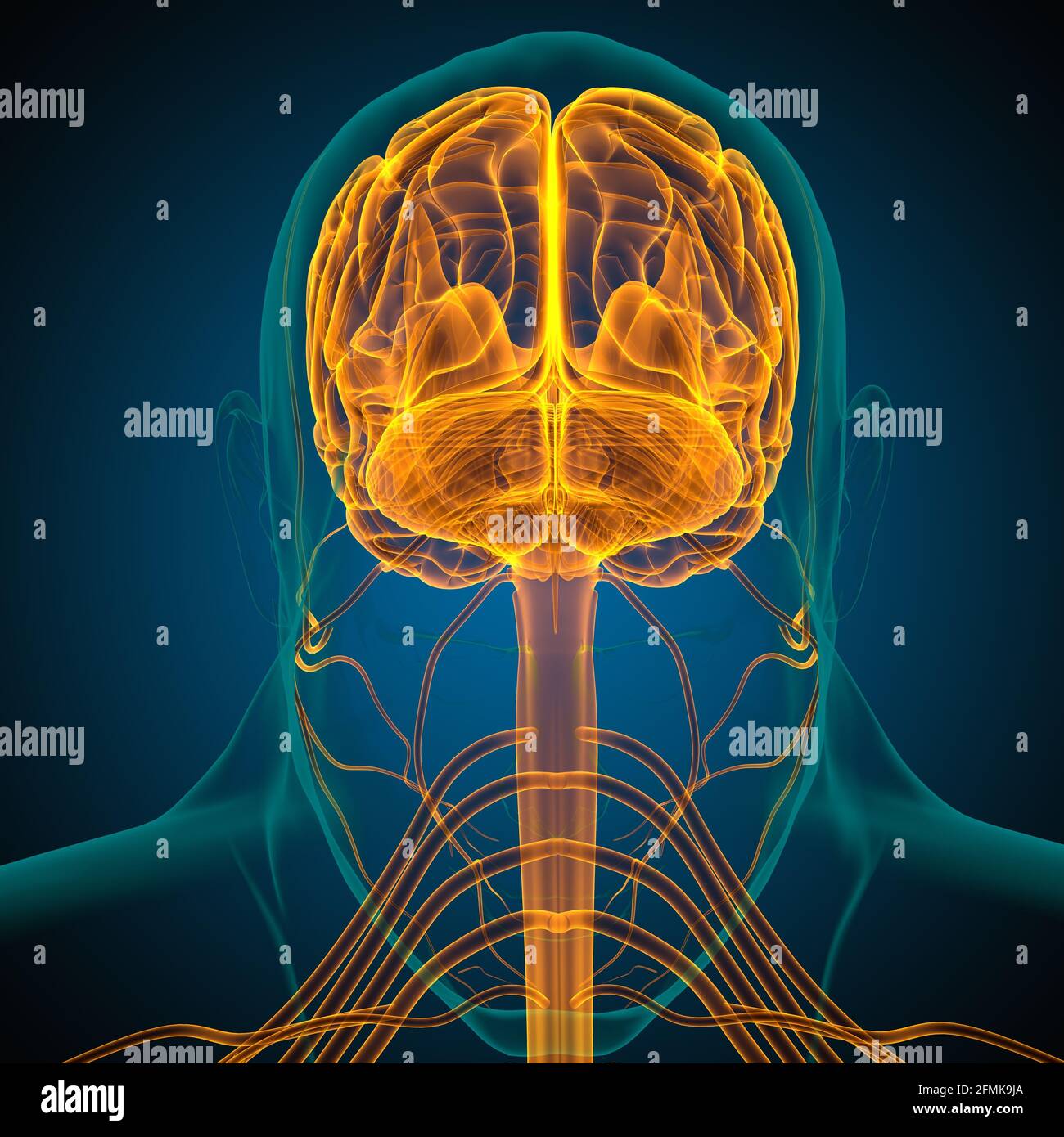 Human Brain Anatomy For Medical Concept 3D Illustration Stock Photo Alamy