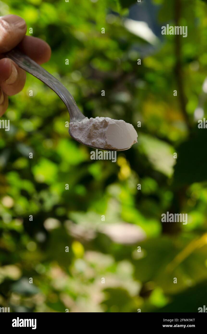 Used in cooking and at table or a wheat product hi-res stock ...