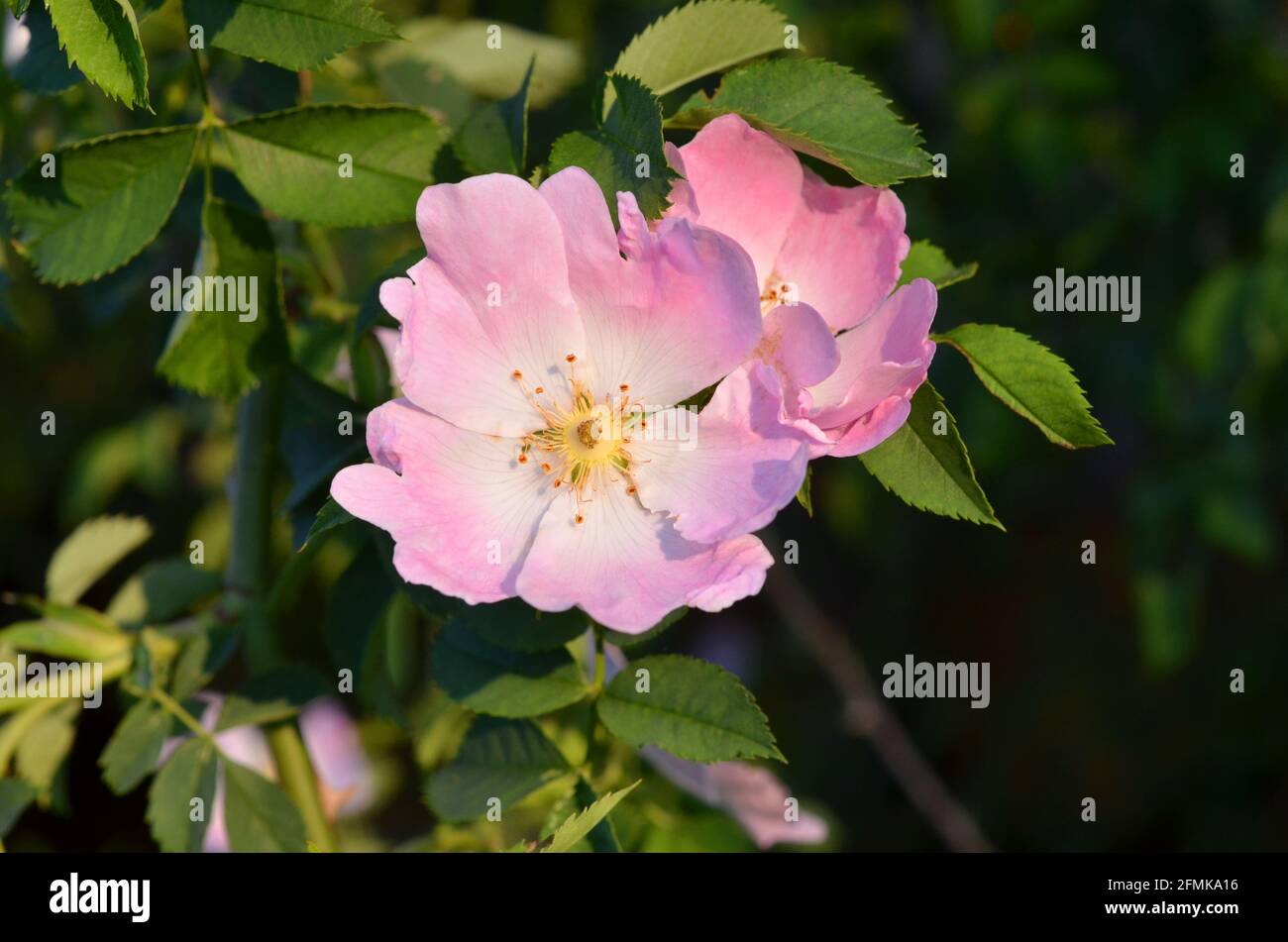 Rose hip pulp hi-res stock photography and images - Alamy