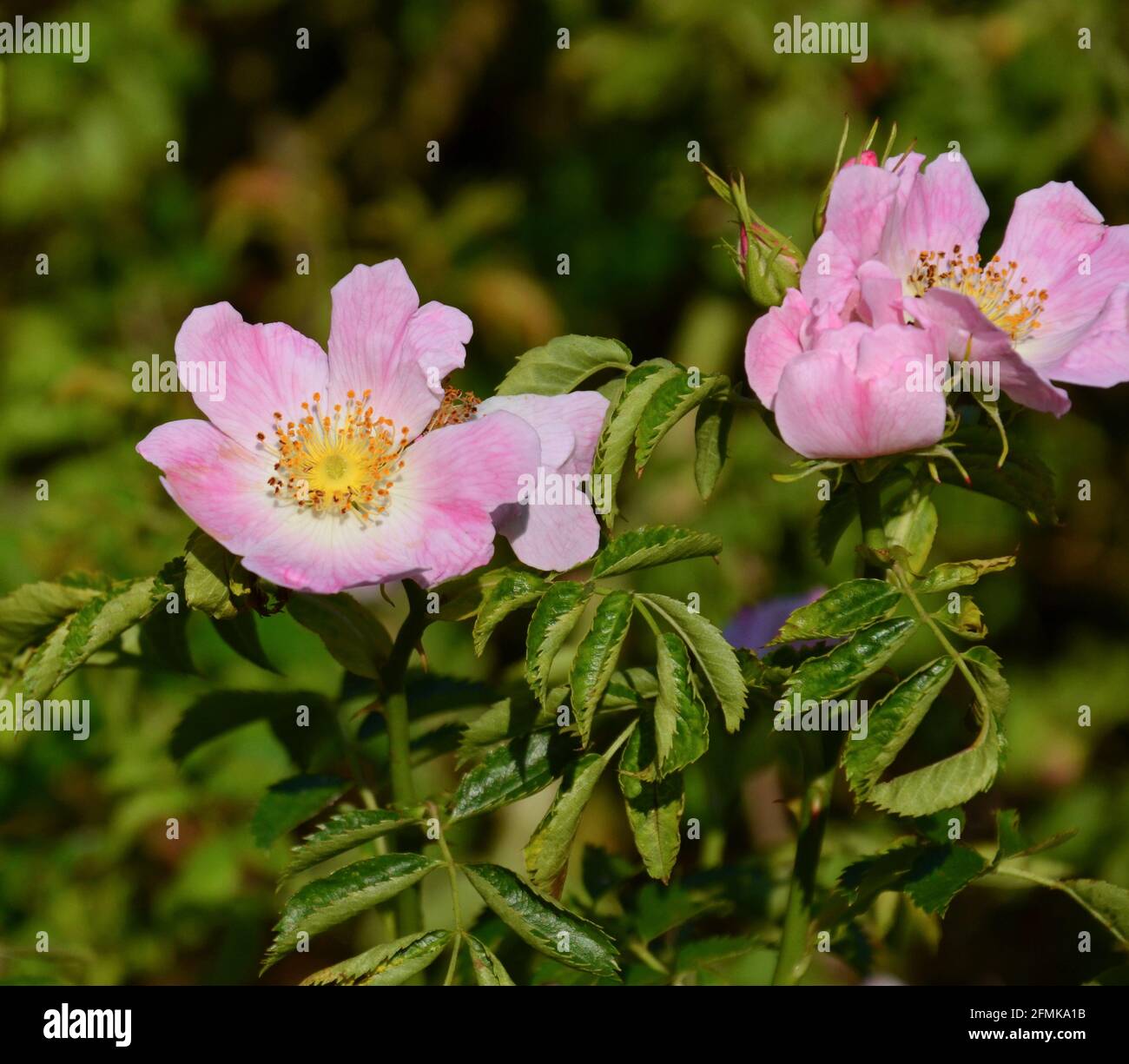 Rose hip pulp hi-res stock photography and images - Alamy
