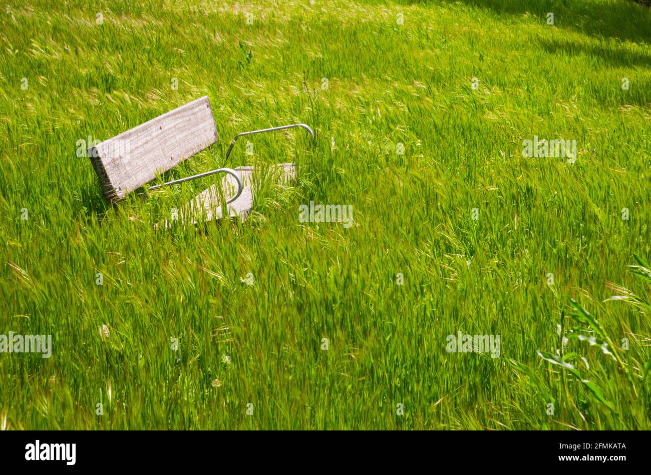 Wooden bench in a meadow, sunk in the grass. Stock Photo