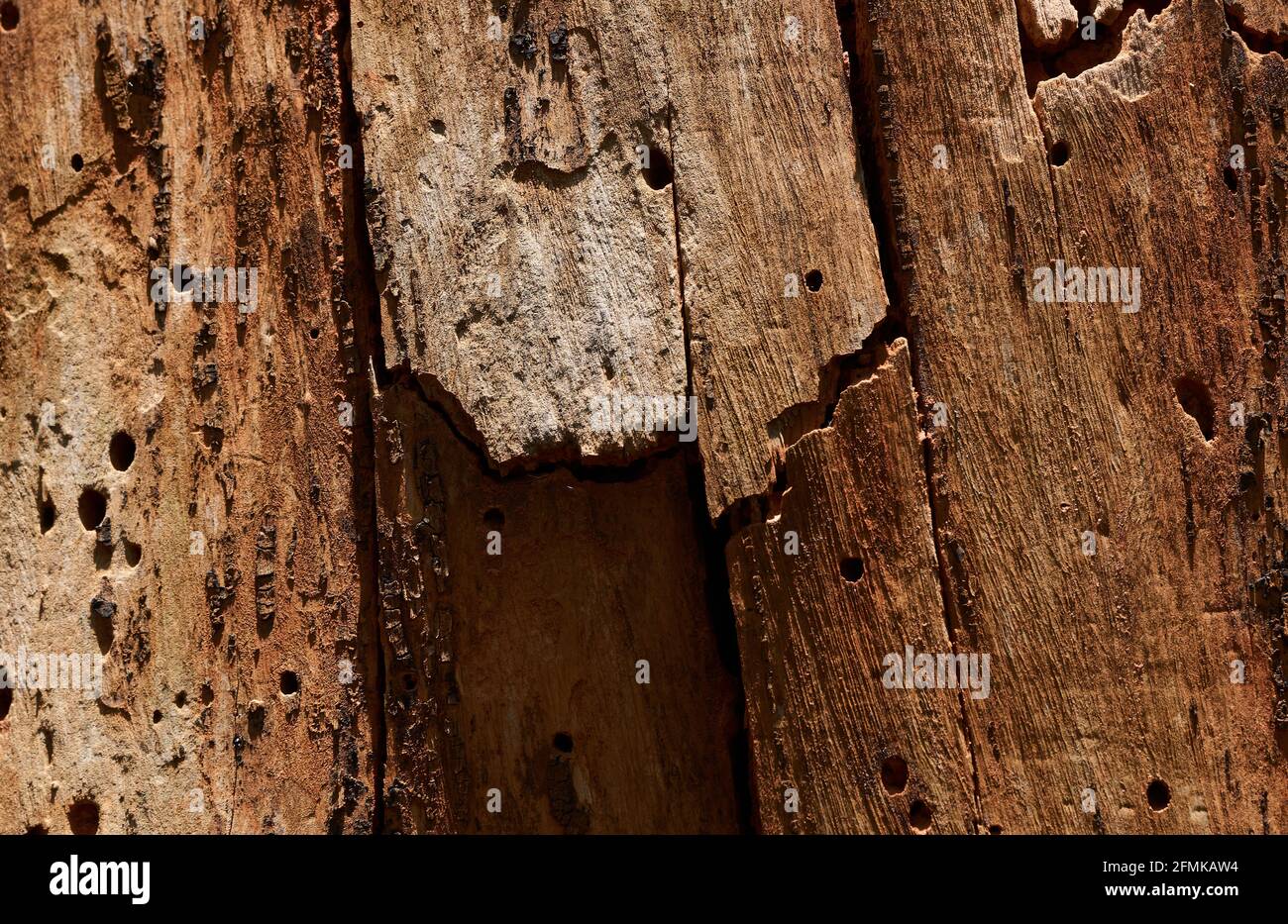 The old wood background Stock Photo