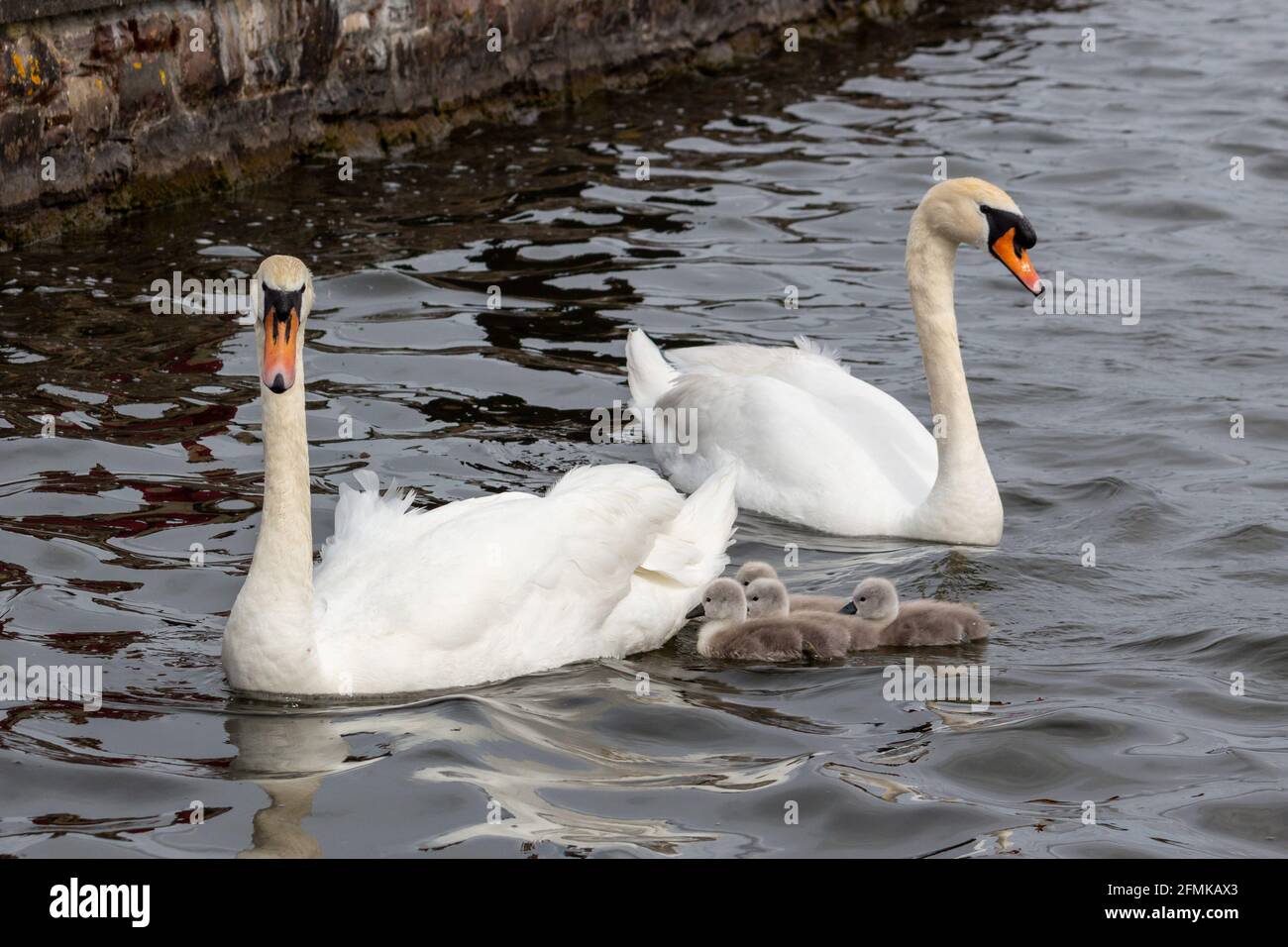 Adult Mute Swans and Cygnets Stock Photo