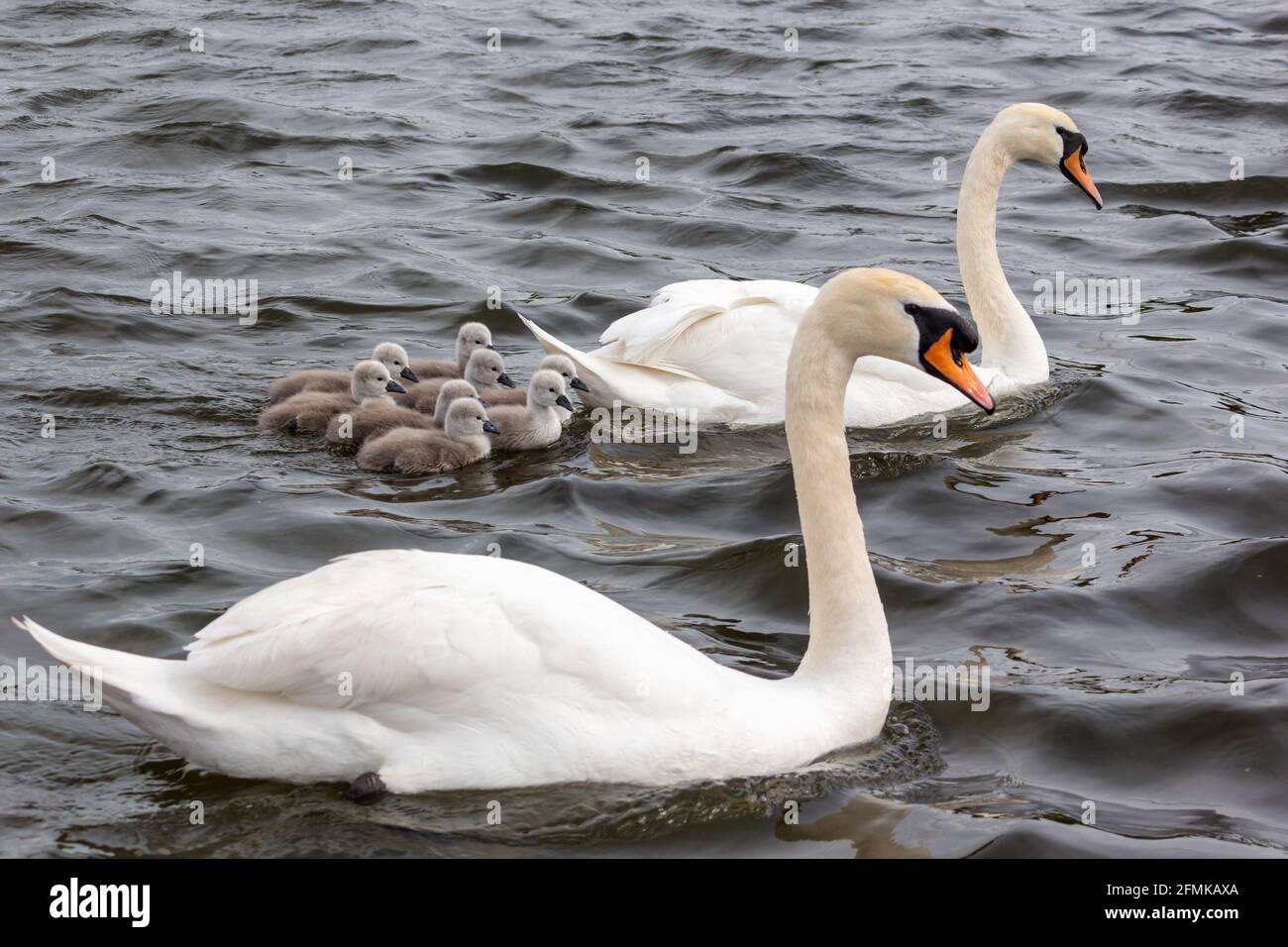 Adult Mute Swans and Cygnets Stock Photo