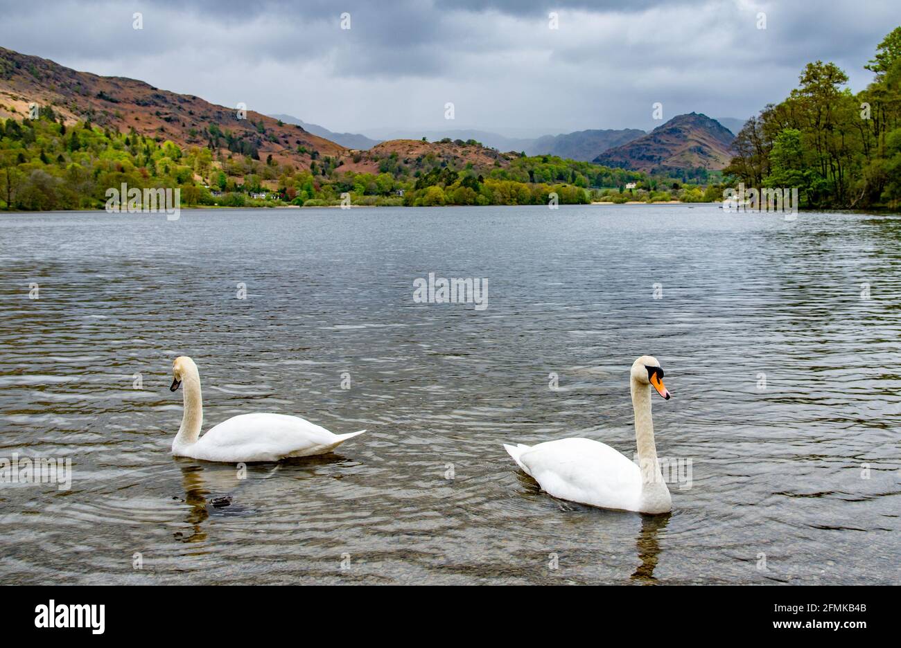 Grasmere, Cumbria, UK. 10th May, 2021. Swans swimming on Grasmere, Cumbria in the Lake District on a showery day in Cumbria, UK. William Wordsworth lived in Grasmere for 14 years and called it 'the loveliest spot that man hath ever found.' Credit: John Eveson/Alamy Live News Stock Photo