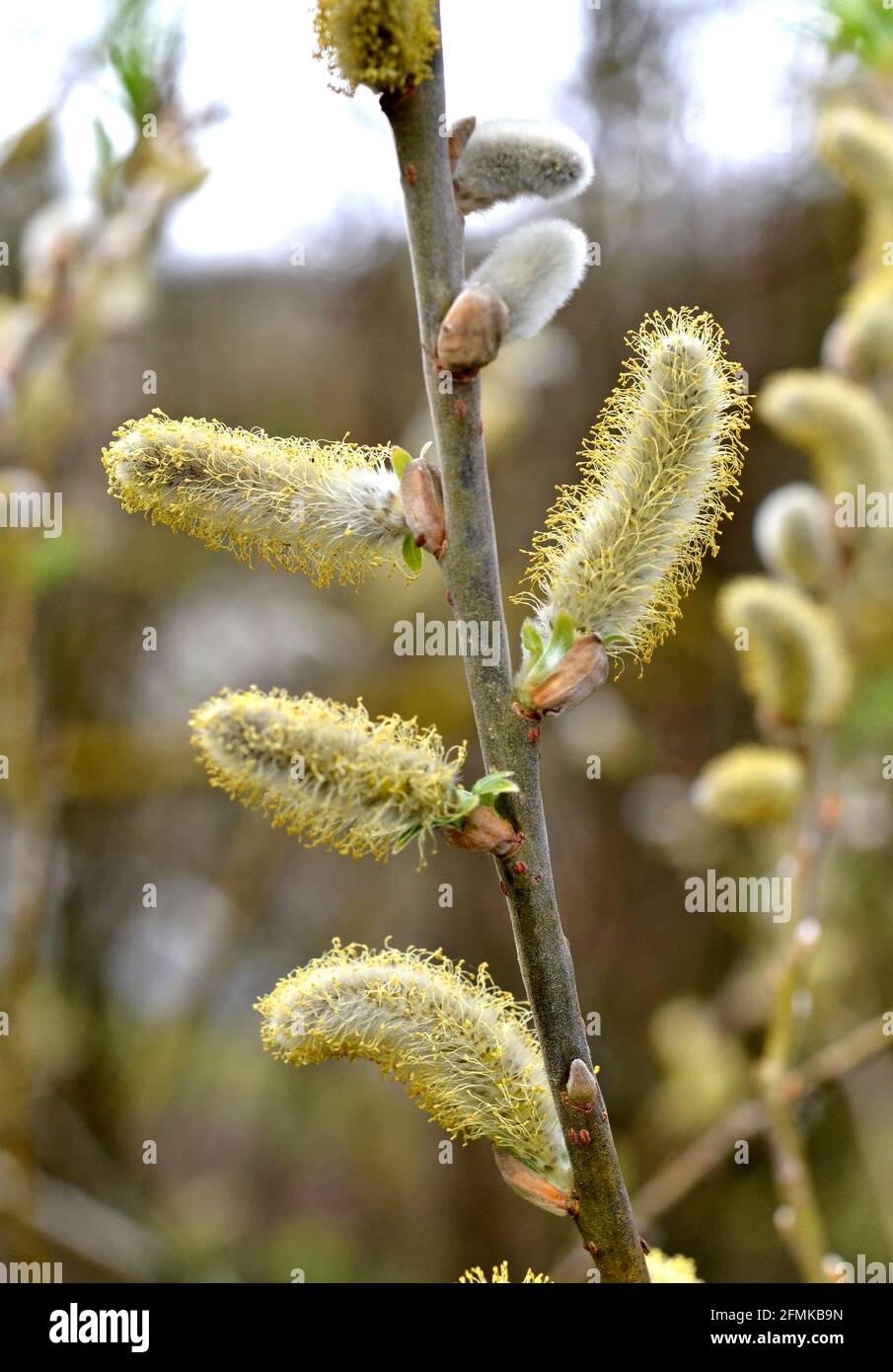 willow cats Stock Photo - Alamy