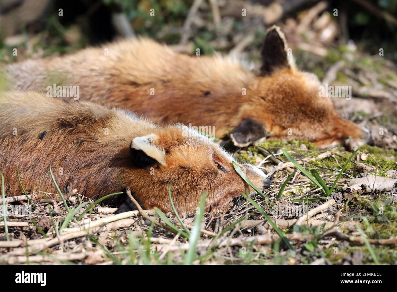 Dead foxes, probably killed by a farmer,  lie at the side of a field in Surrey, England, Uk. Picture taken April 2021 Stock Photo