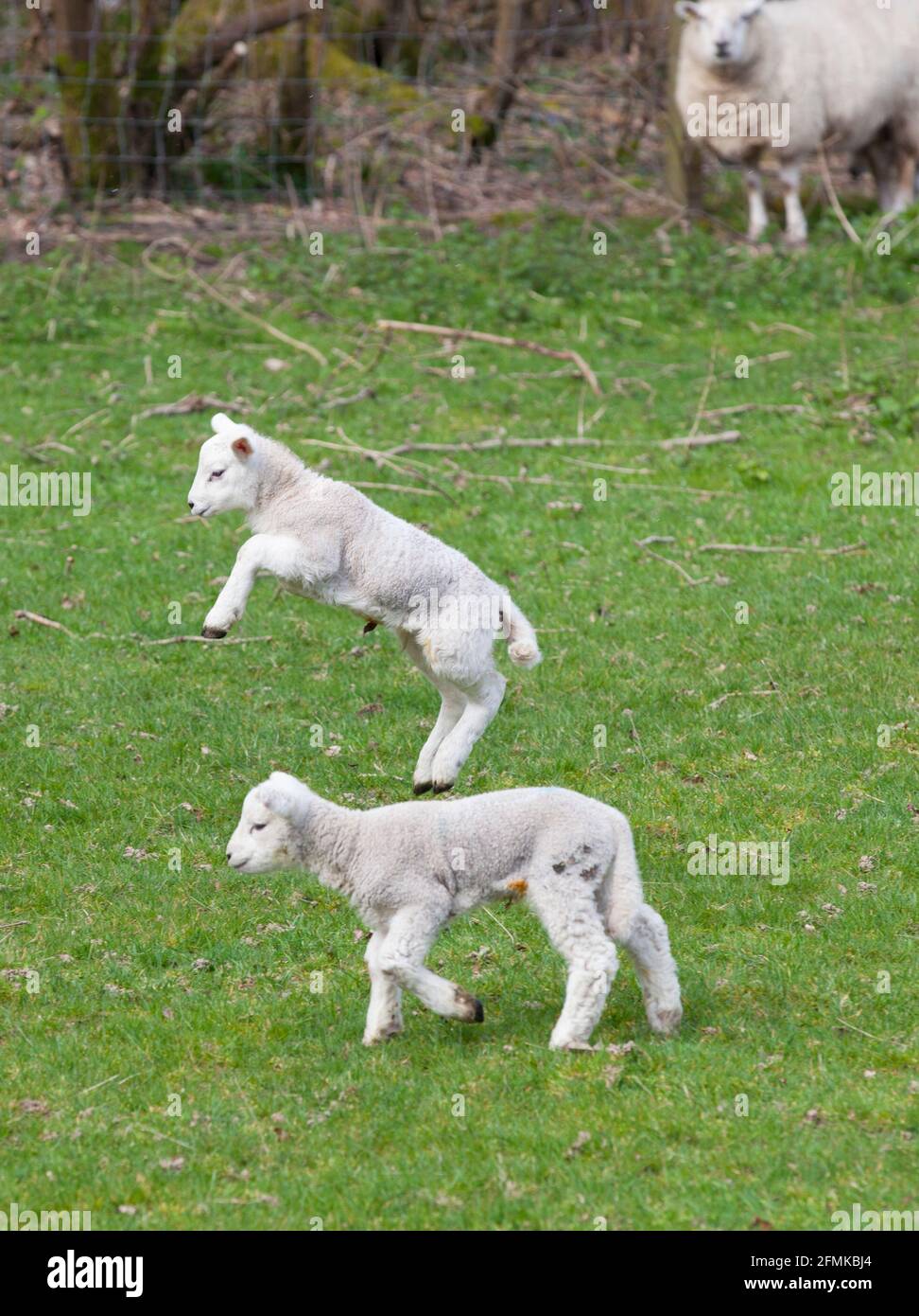 New born lambs in a field in Surrey; England; Uk. Picture taken April 2021 Stock Photo