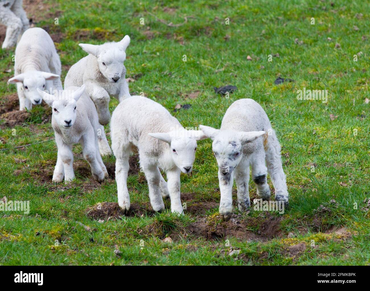 New born lambs in a field in Surrey; England; Uk. Picture taken April 2021 Stock Photo