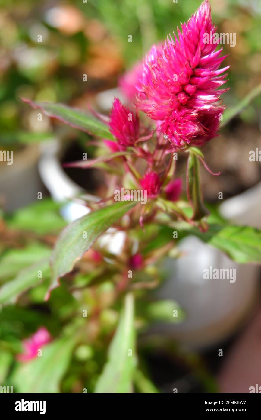 Purple Celosia close up in flower pot at balcony with some other plants at balcony Stock Photo