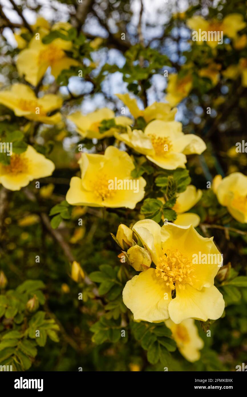 Early flowering large yellow shrub rose, single flowers of Rosa xanthina var. Spontanea 'Canary Bird' blooming in spring in a garden in Surrey, UK Stock Photo