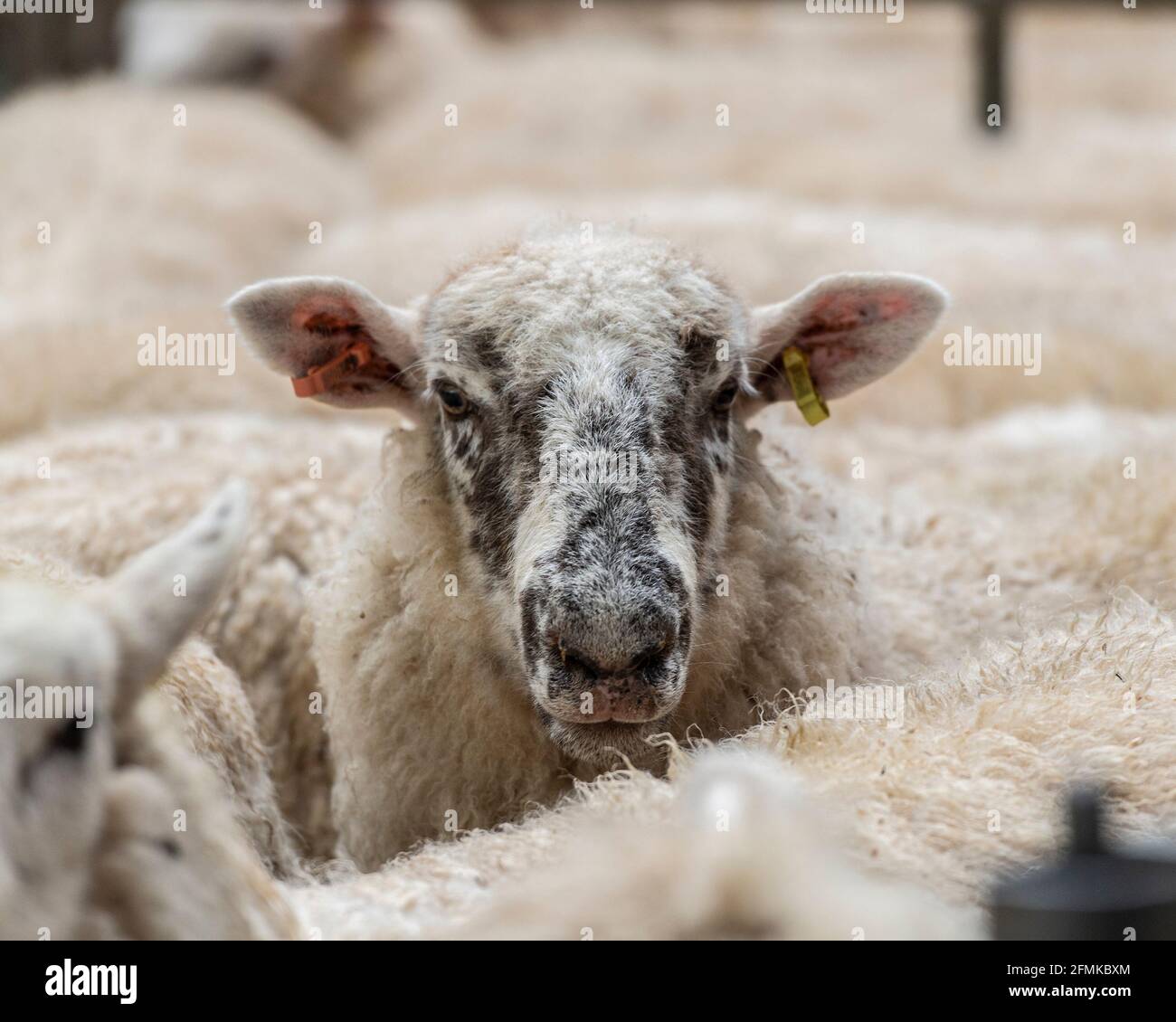 sheep at market Stock Photo