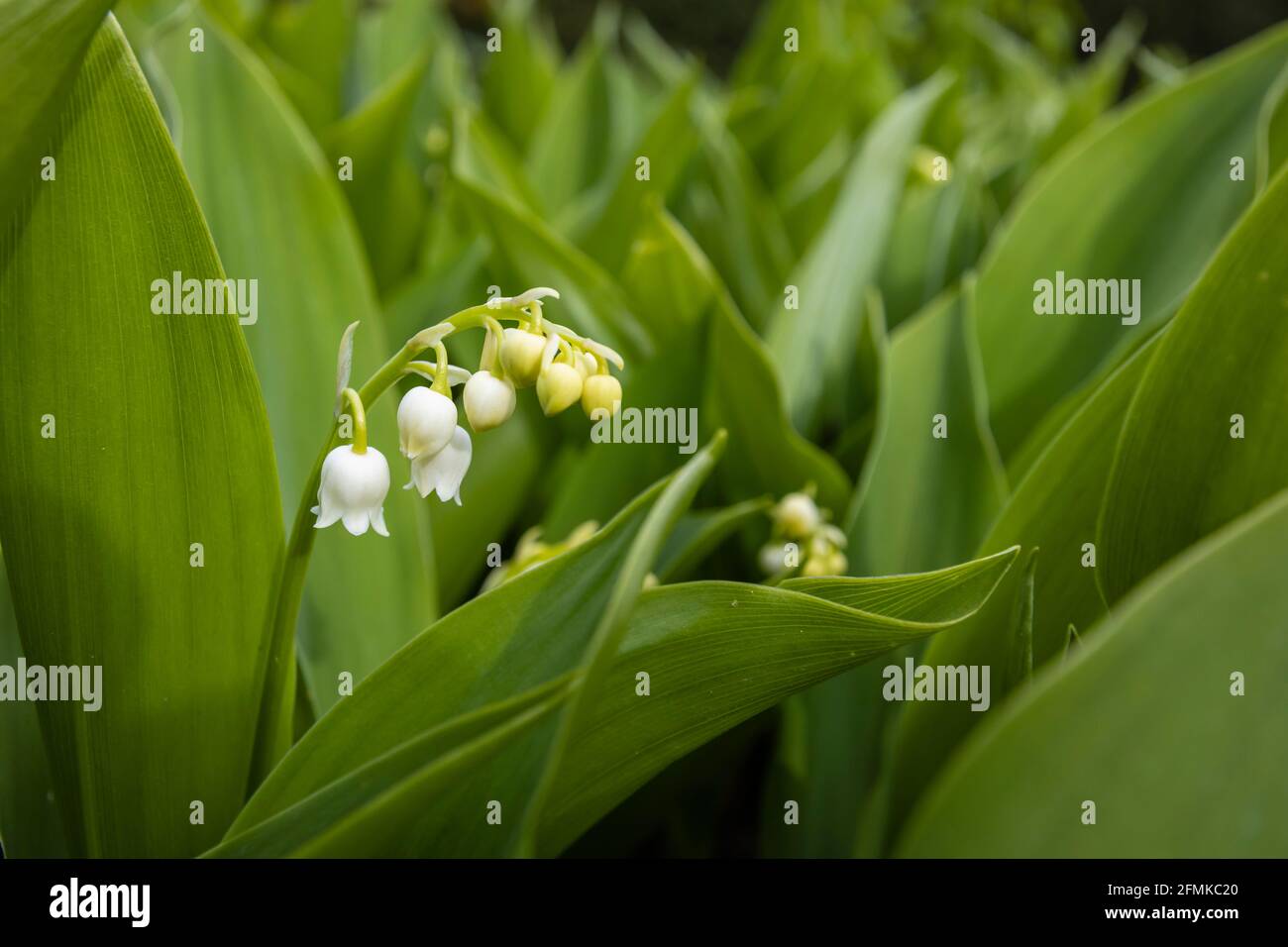 Delicate small white bellshaped flowers of lily of the valley