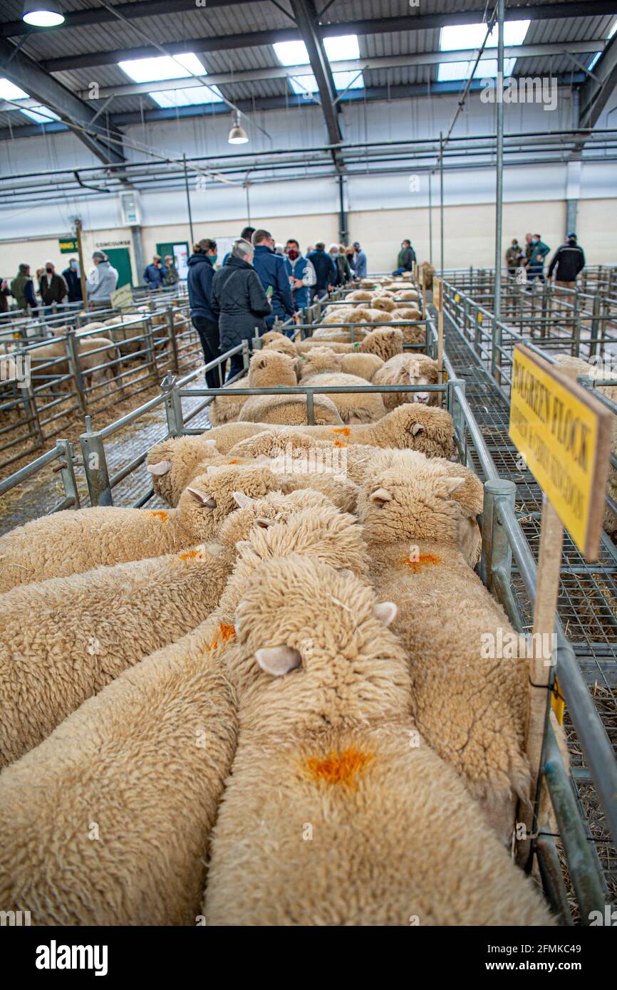 sheep for sale at market Stock Photo