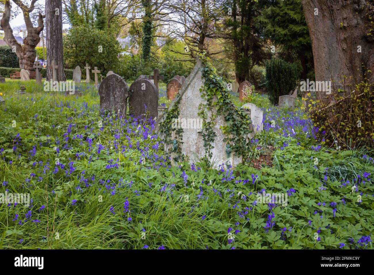 Bluebells in flower in spring in the traditional country churchyard of St John's parish Church, St John's, Woking, in the Diocese of Guildford, Surrey Stock Photo