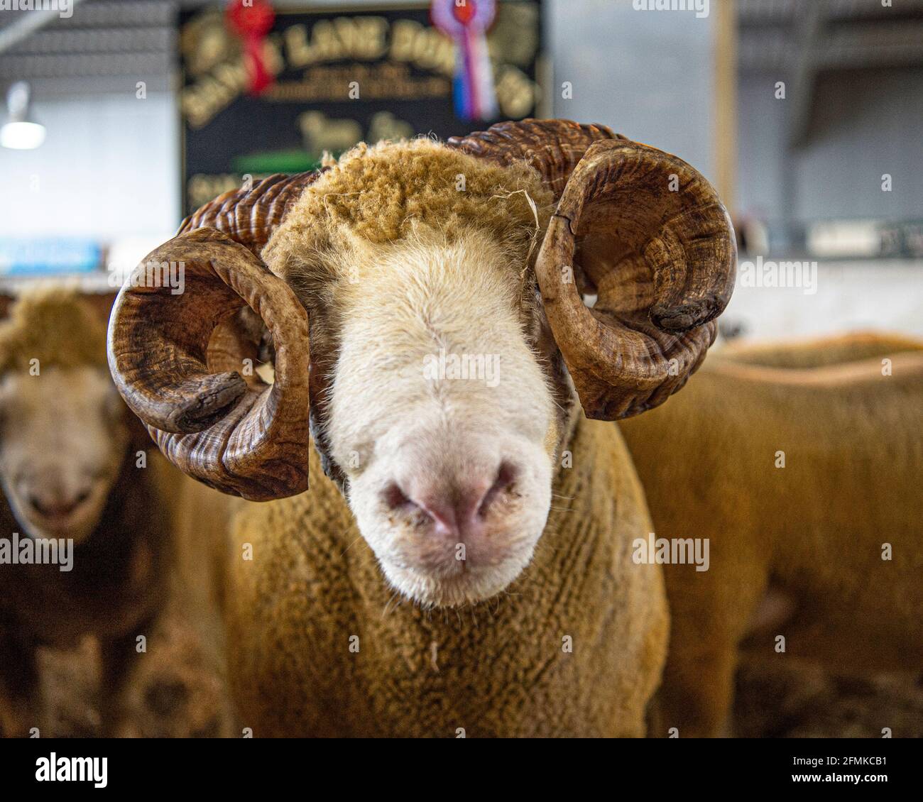 Dorset Horn Ram Champion Stock Photo