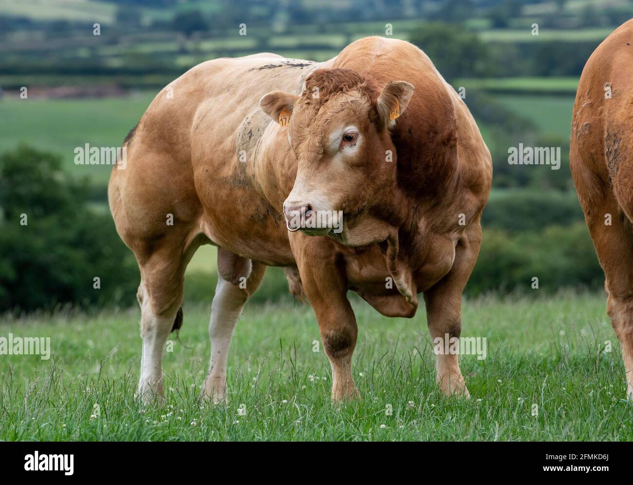 muscular cows