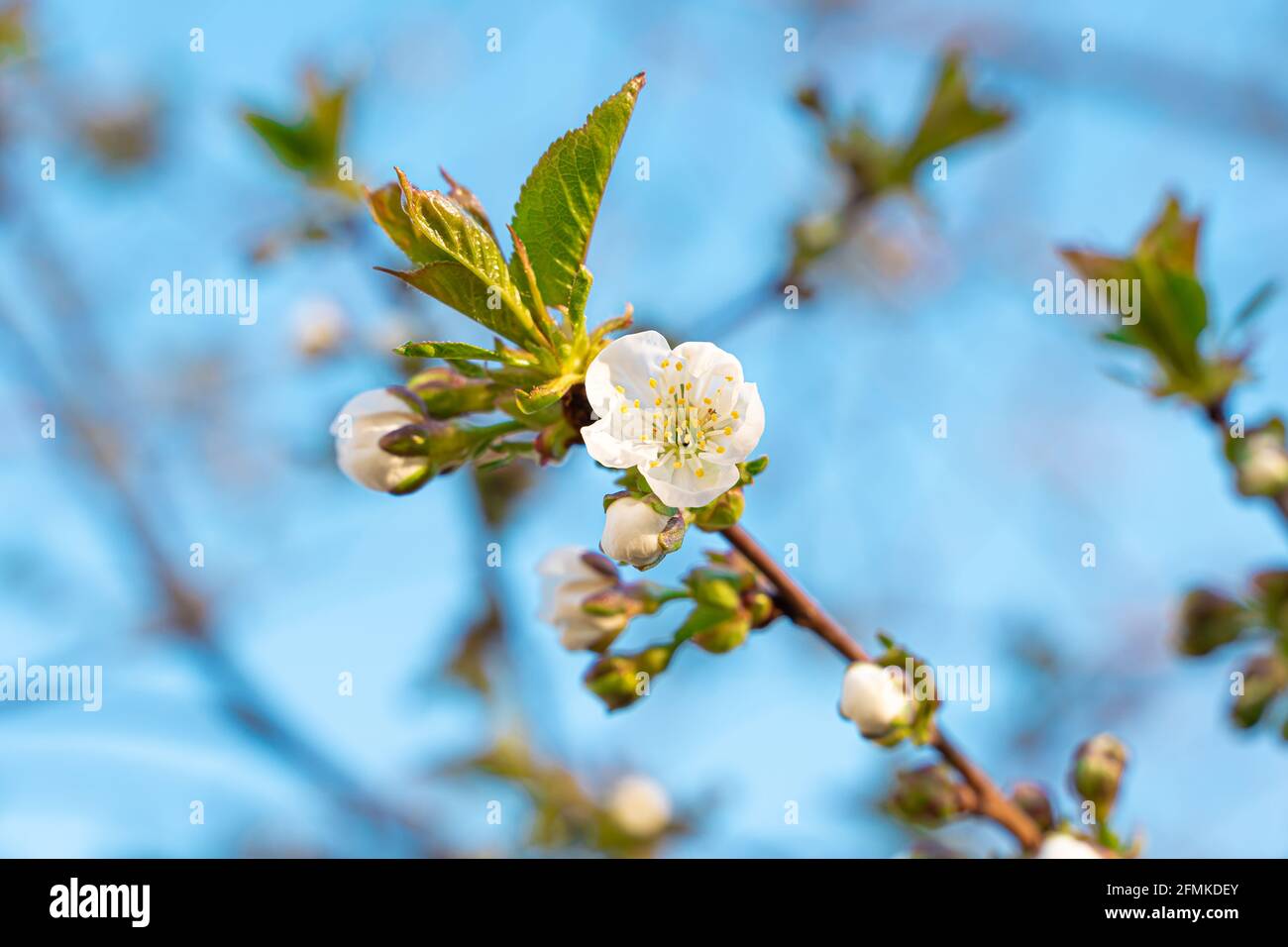 Cherry tree blooming, a branch with a flower on the background of a clear blue sky. Background with space to copy. Stock Photo