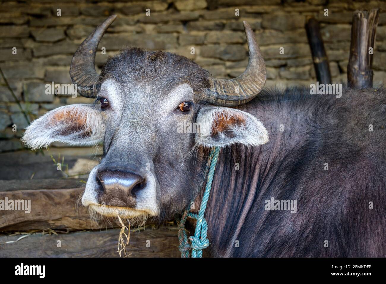 A buffalo in a stone barn, Nepal Stock Photo