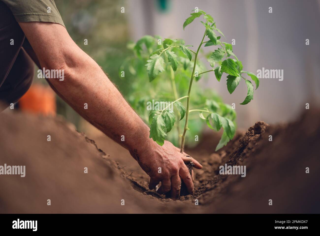 Farmer holding tomato plant in greenhouse, homegrown organic vegetables. Stock Photo