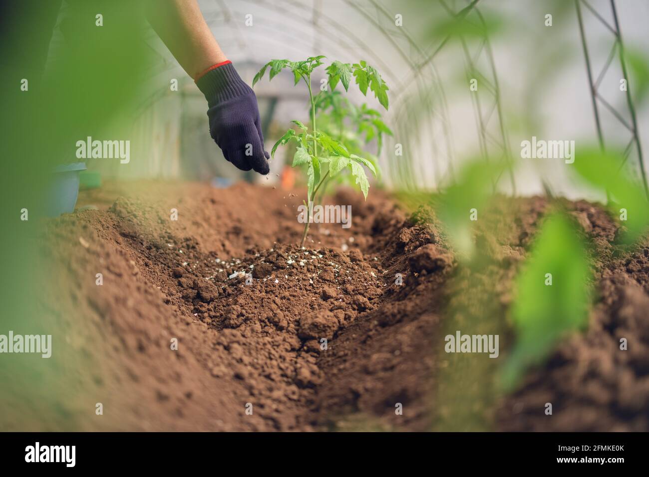 Fertilizing Tomatoes plant in greenhouse, homegrown organic vegetables. Stock Photo