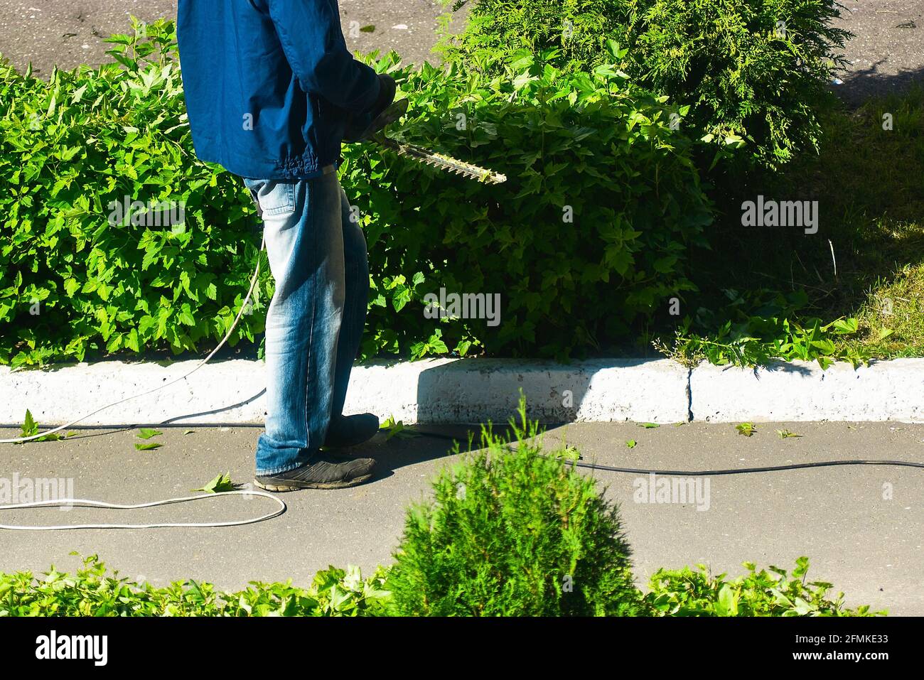 worker cuts bushes with an electric clipper Stock Photo Alamy
